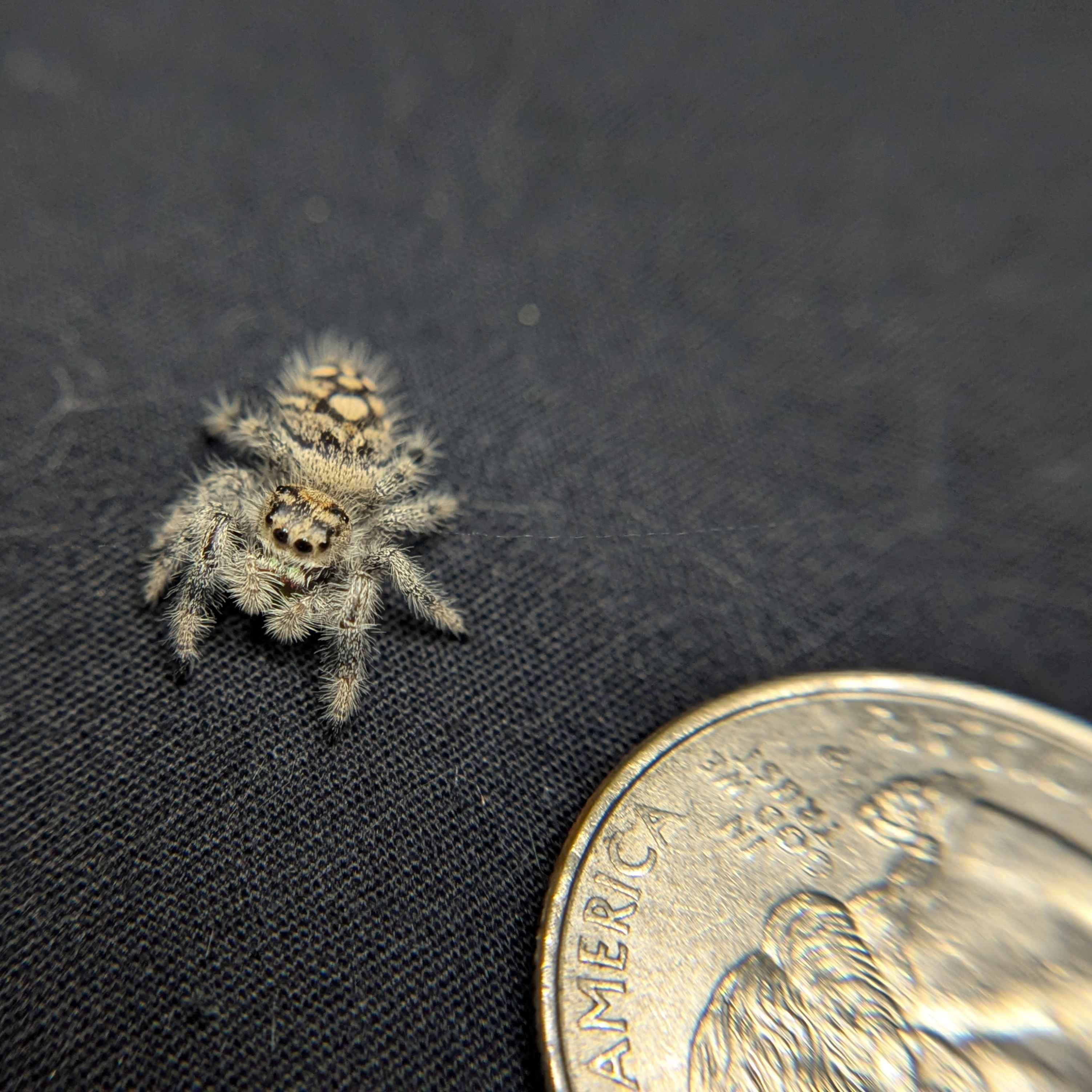 Regal Jumping Spider "Macaron"