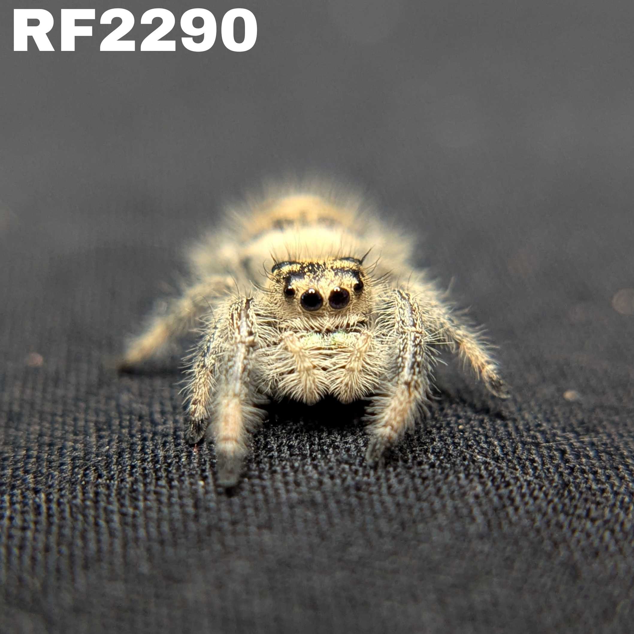 Regal Jumping Spider "Macaron"