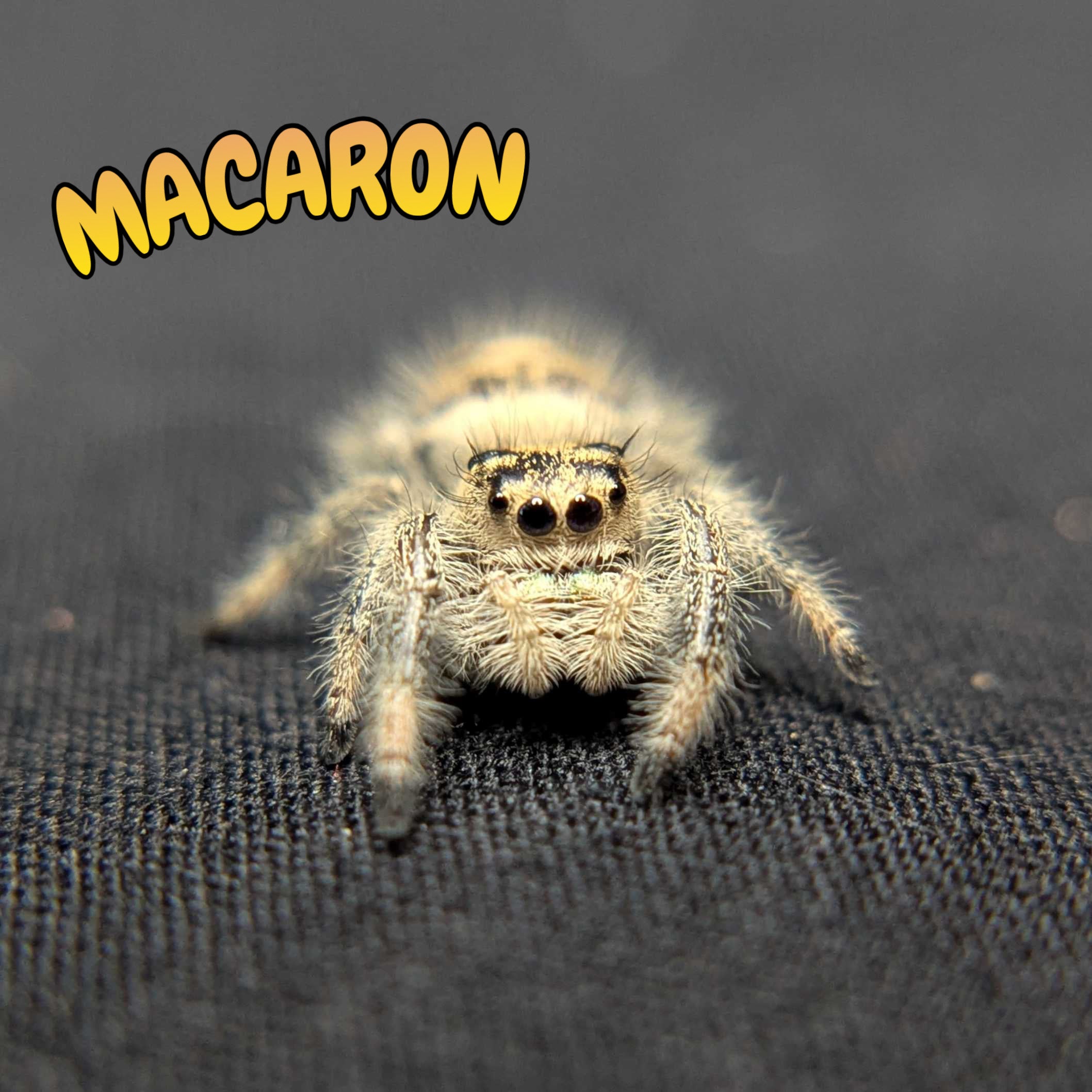 Regal Jumping Spider "Macaron"