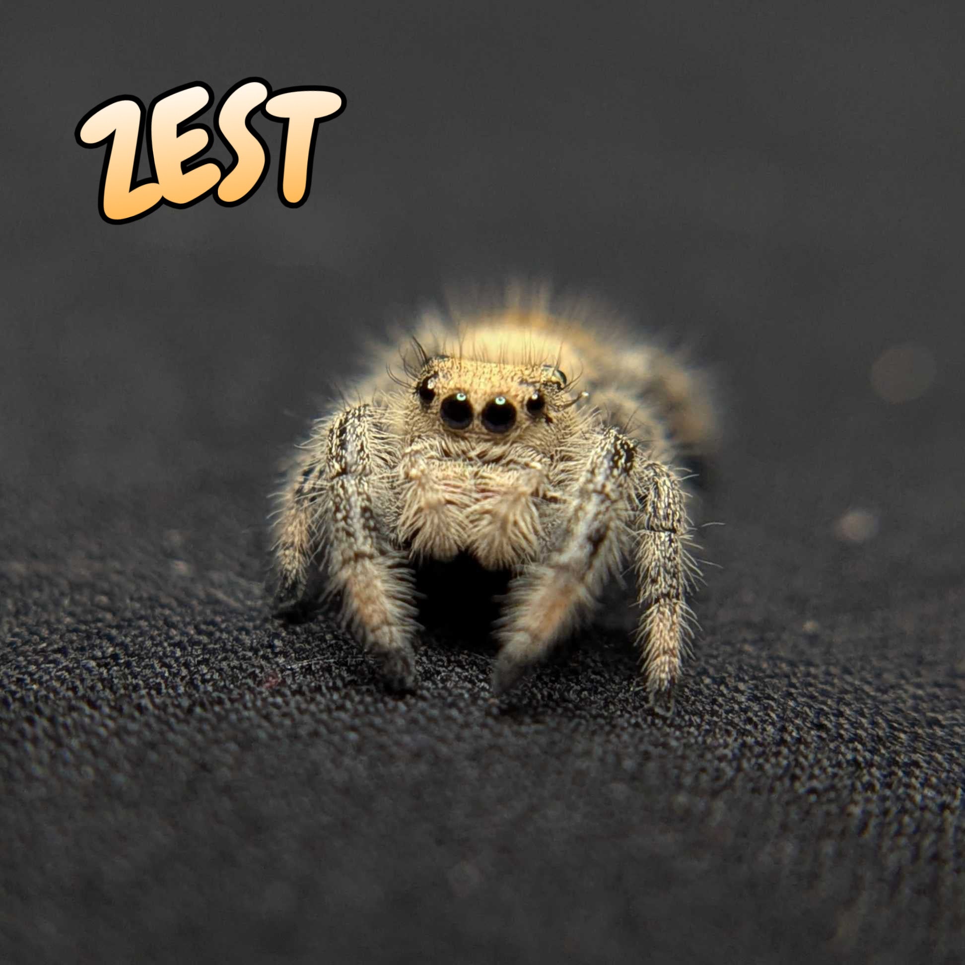 Regal Jumping Spider “Zest”