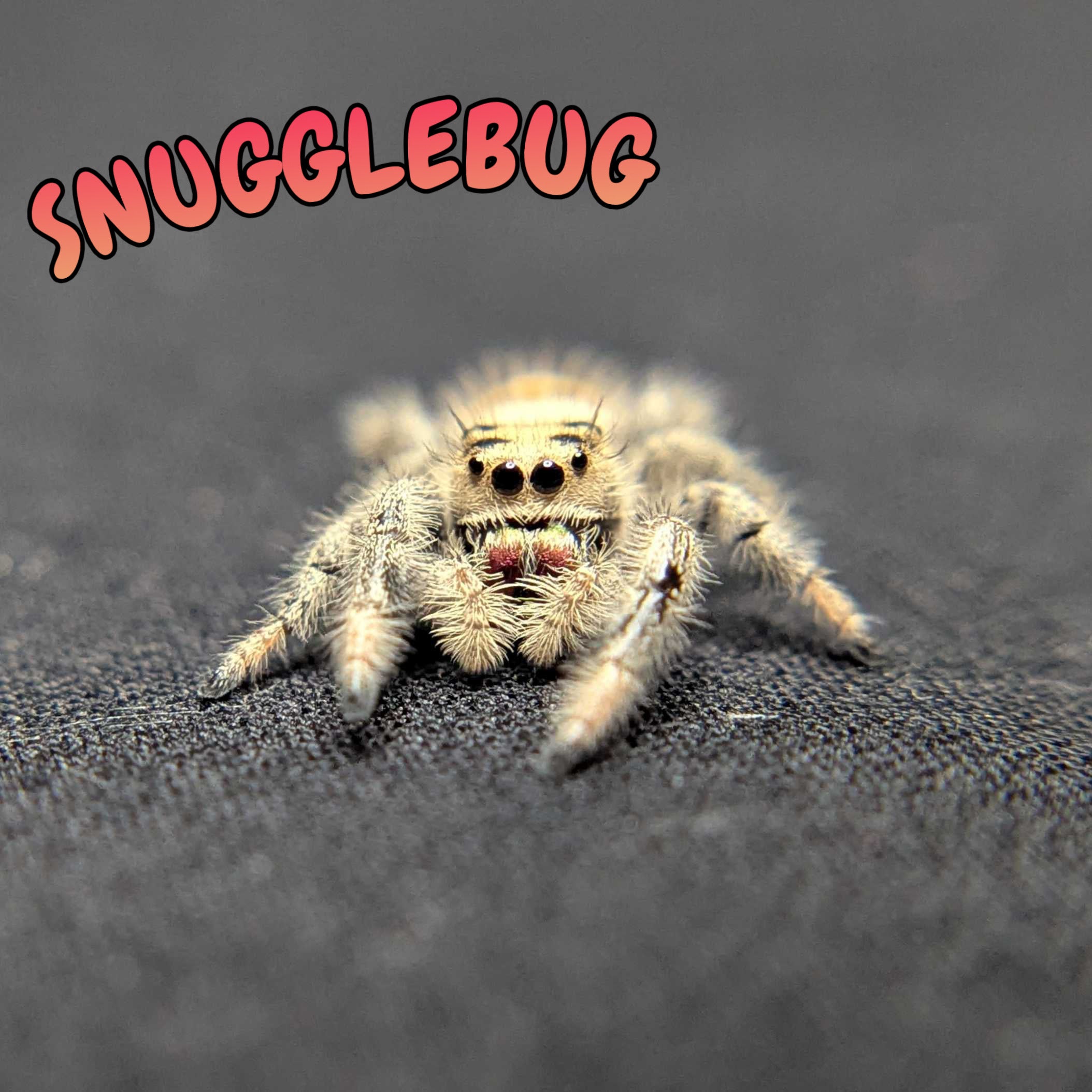Regal Jumping Spider "Snugglebug"