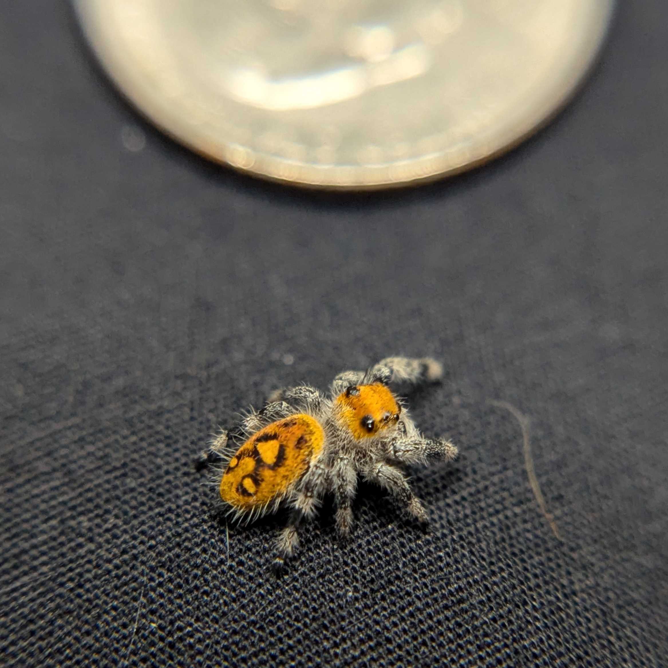Regal Jumping Spider "Flare"