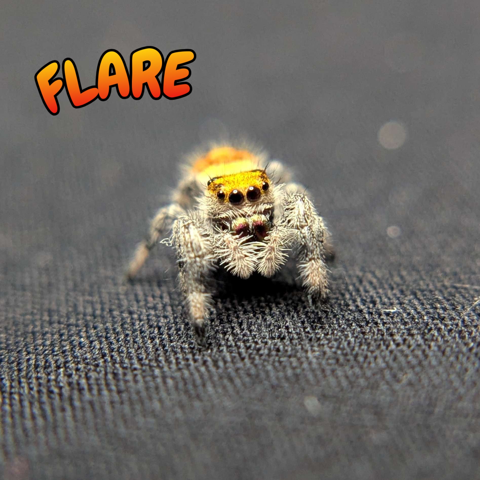Regal Jumping Spider "Flare"