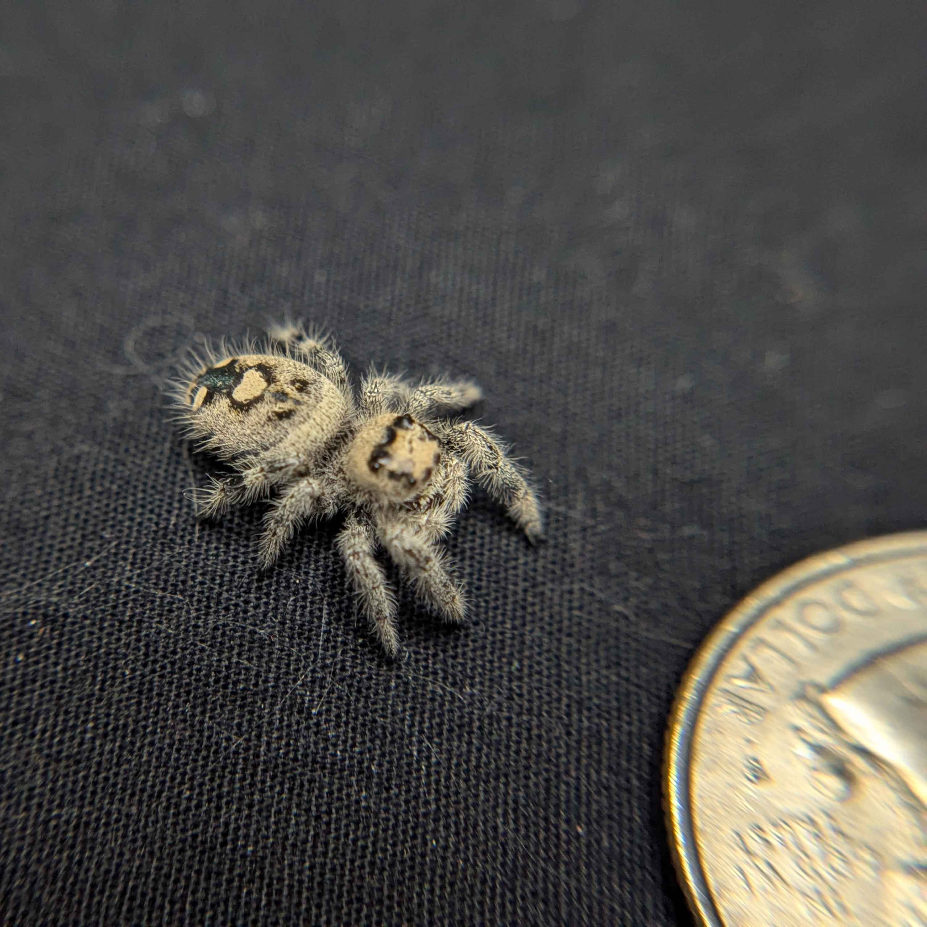 Regal Jumping Spider "Cupid"