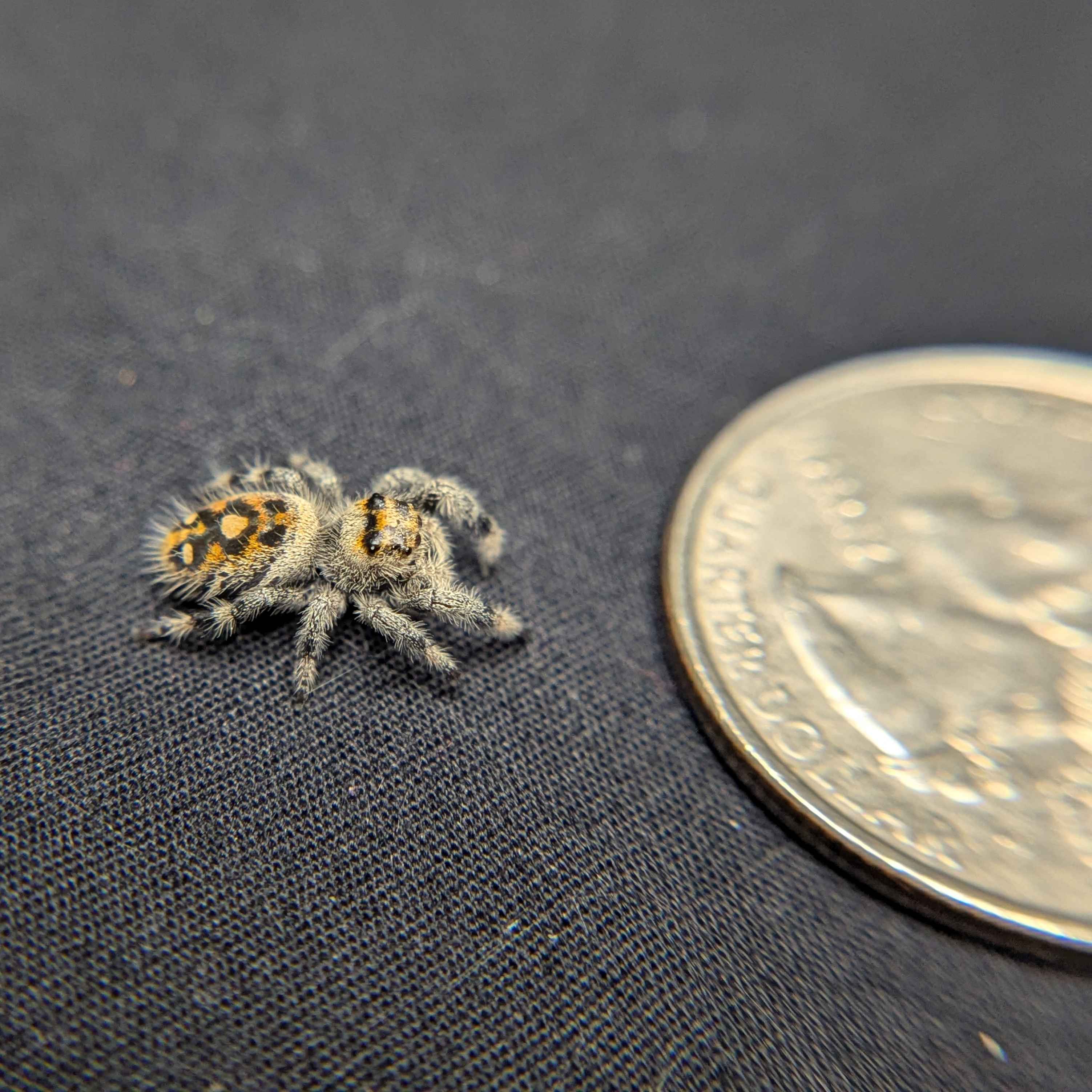 Regal Jumping Spider "Doobie”