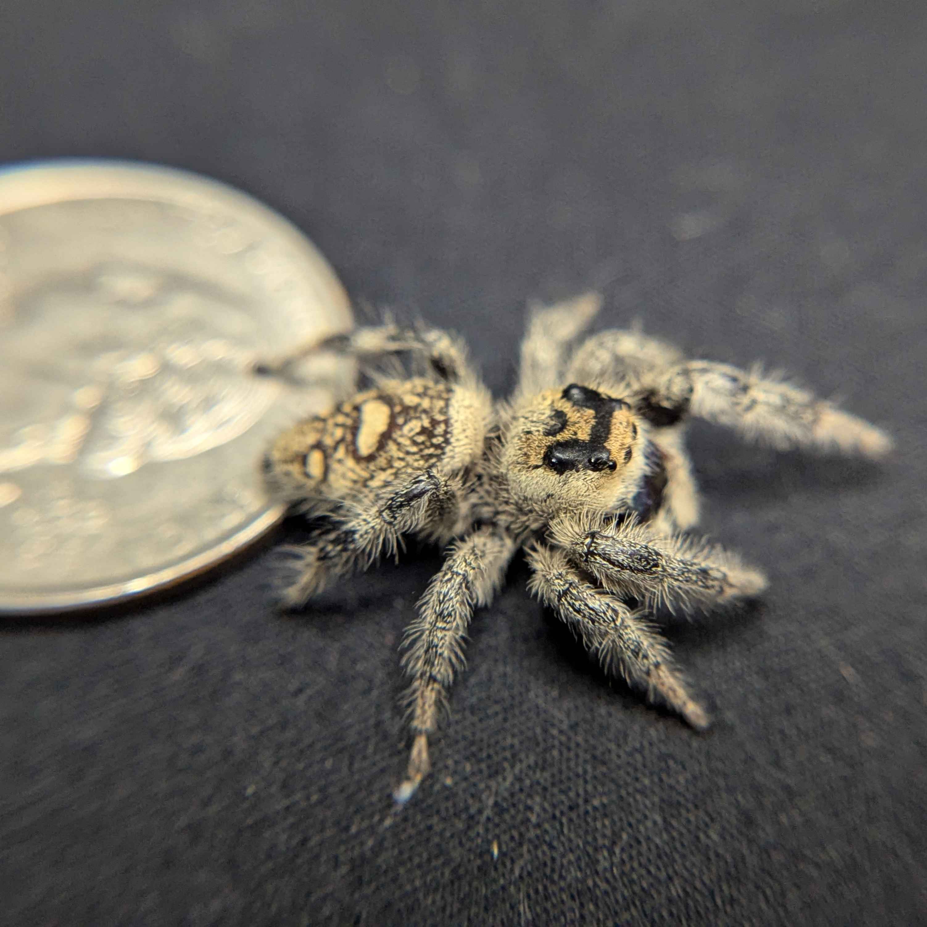 Regal Jumping Spider "Burberry"