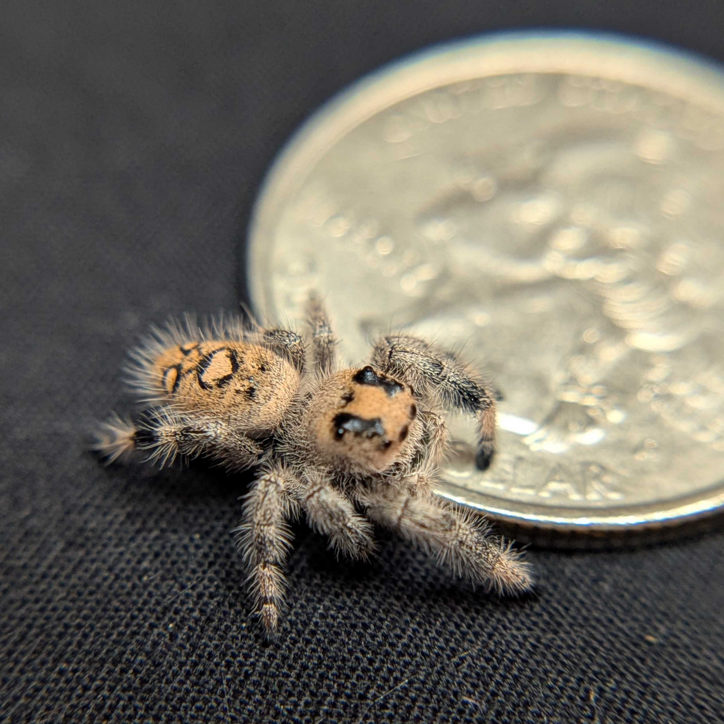 Regal Jumping Spider "Cranberry"