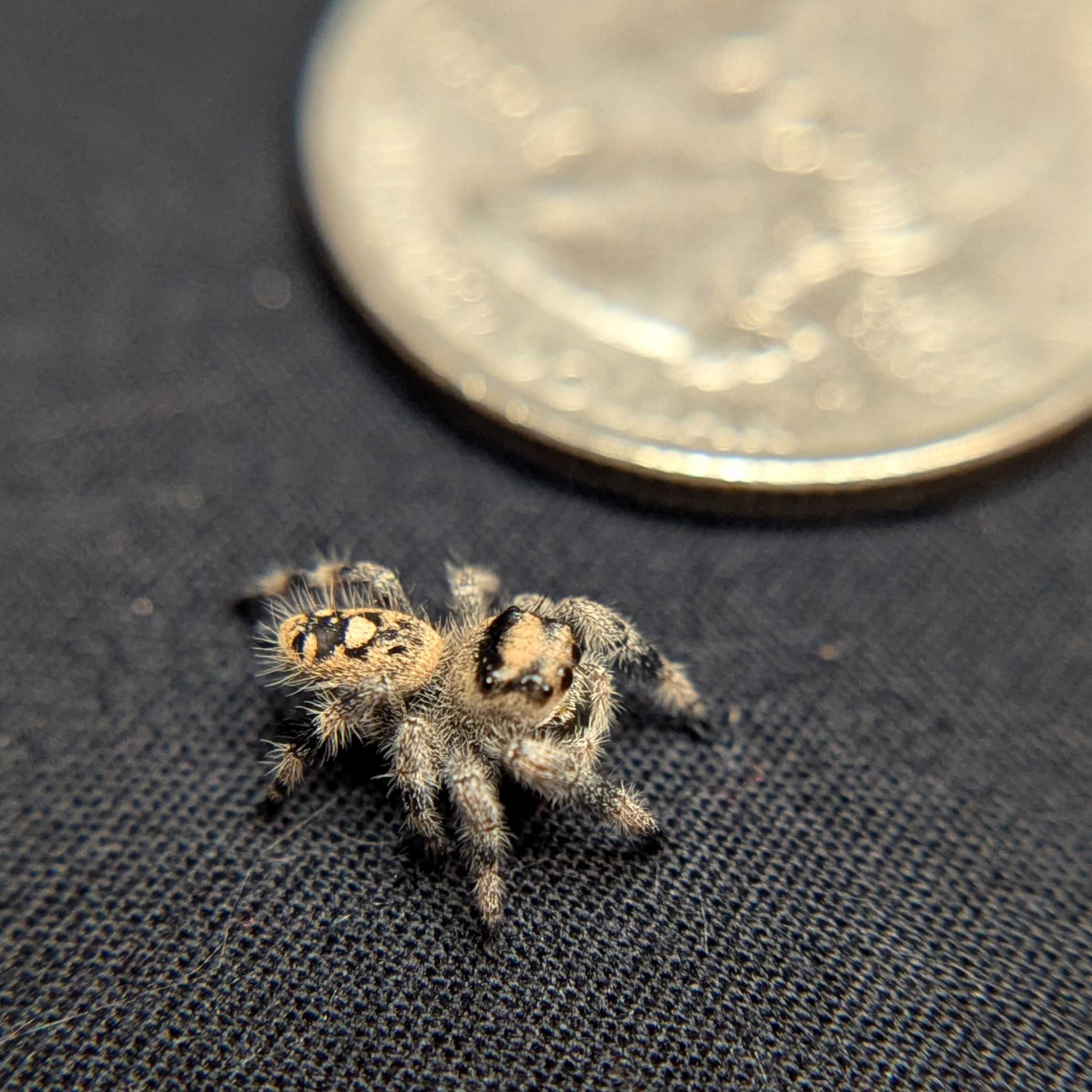 Regal Jumping Spider "Sloane"
