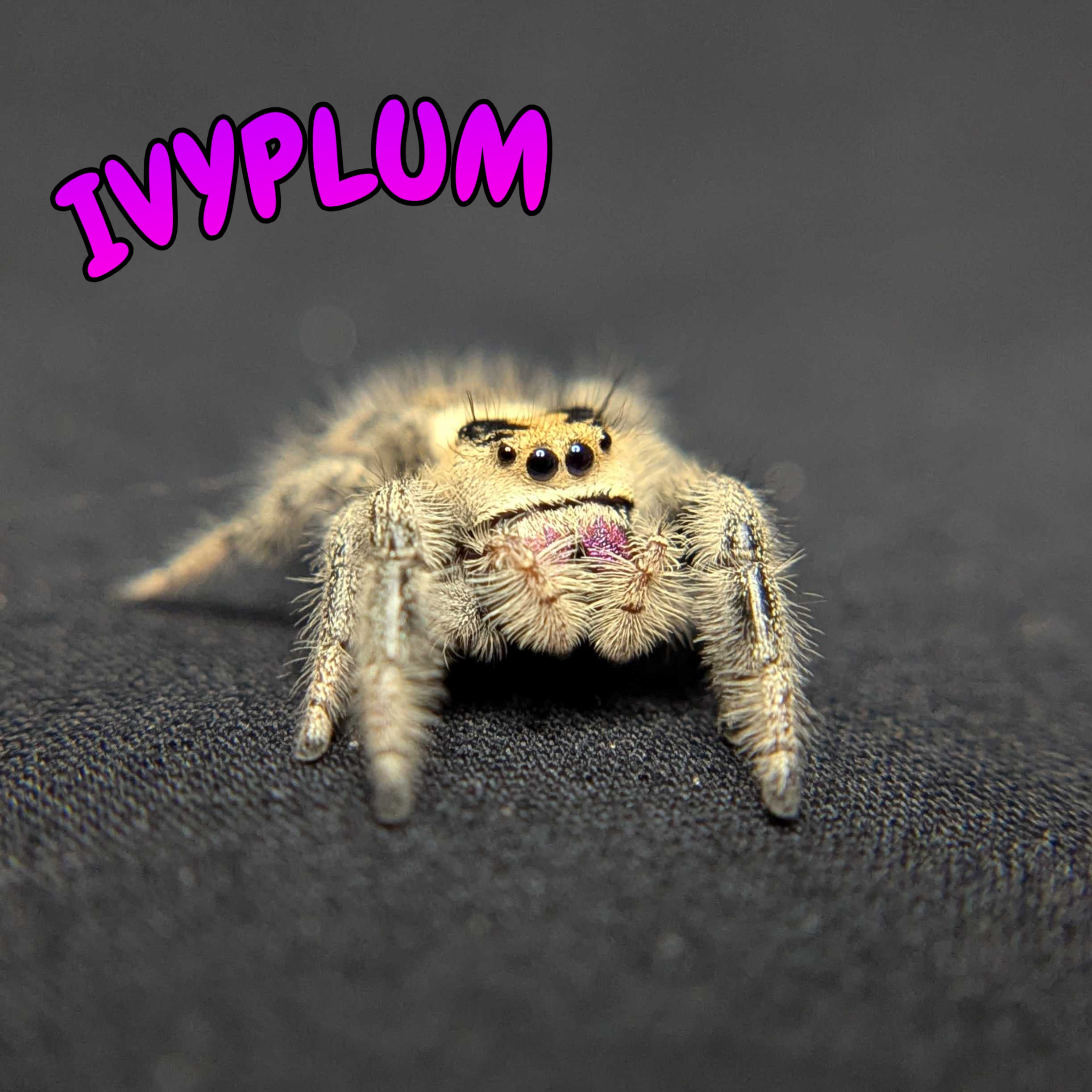 Regal Jumping Spider "Ivyplum"