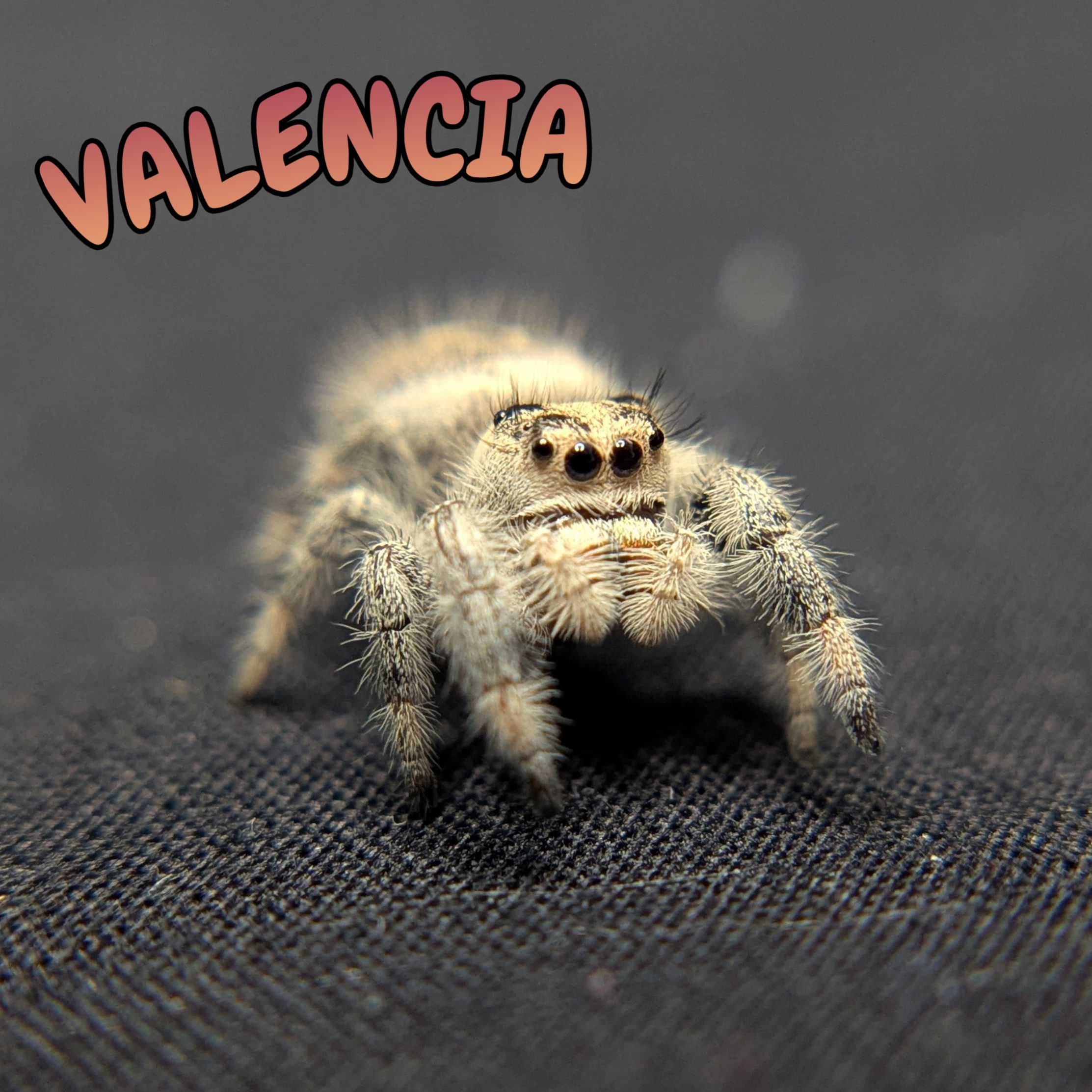 Regal Jumping Spider “Valencia”