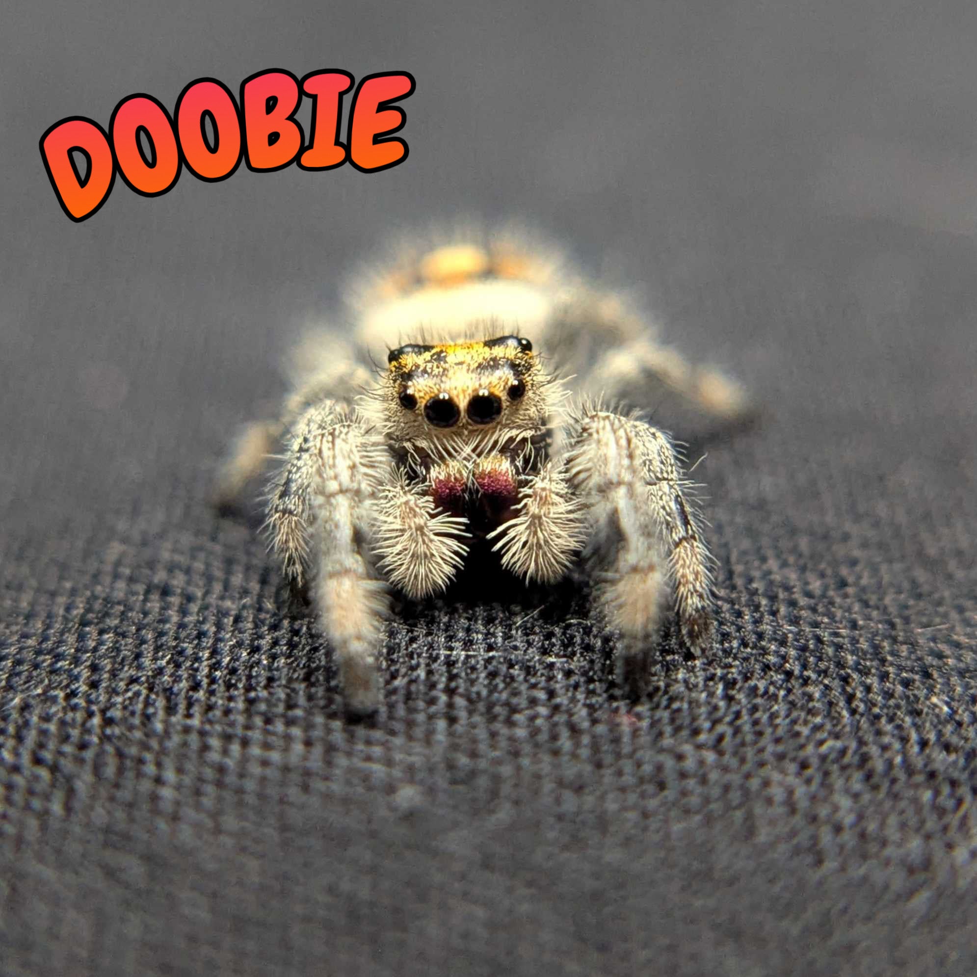 Regal Jumping Spider "Doobie”