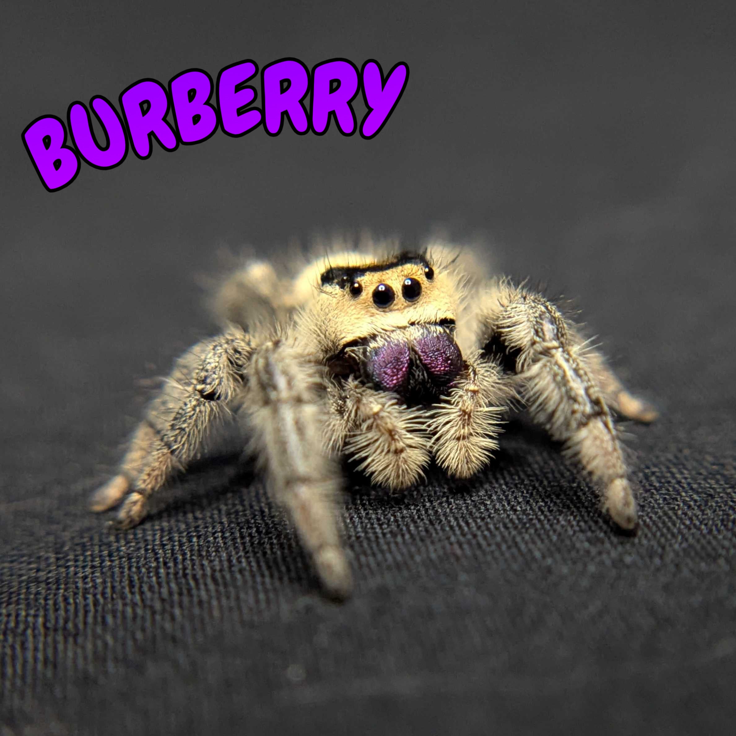 Regal Jumping Spider "Burberry"