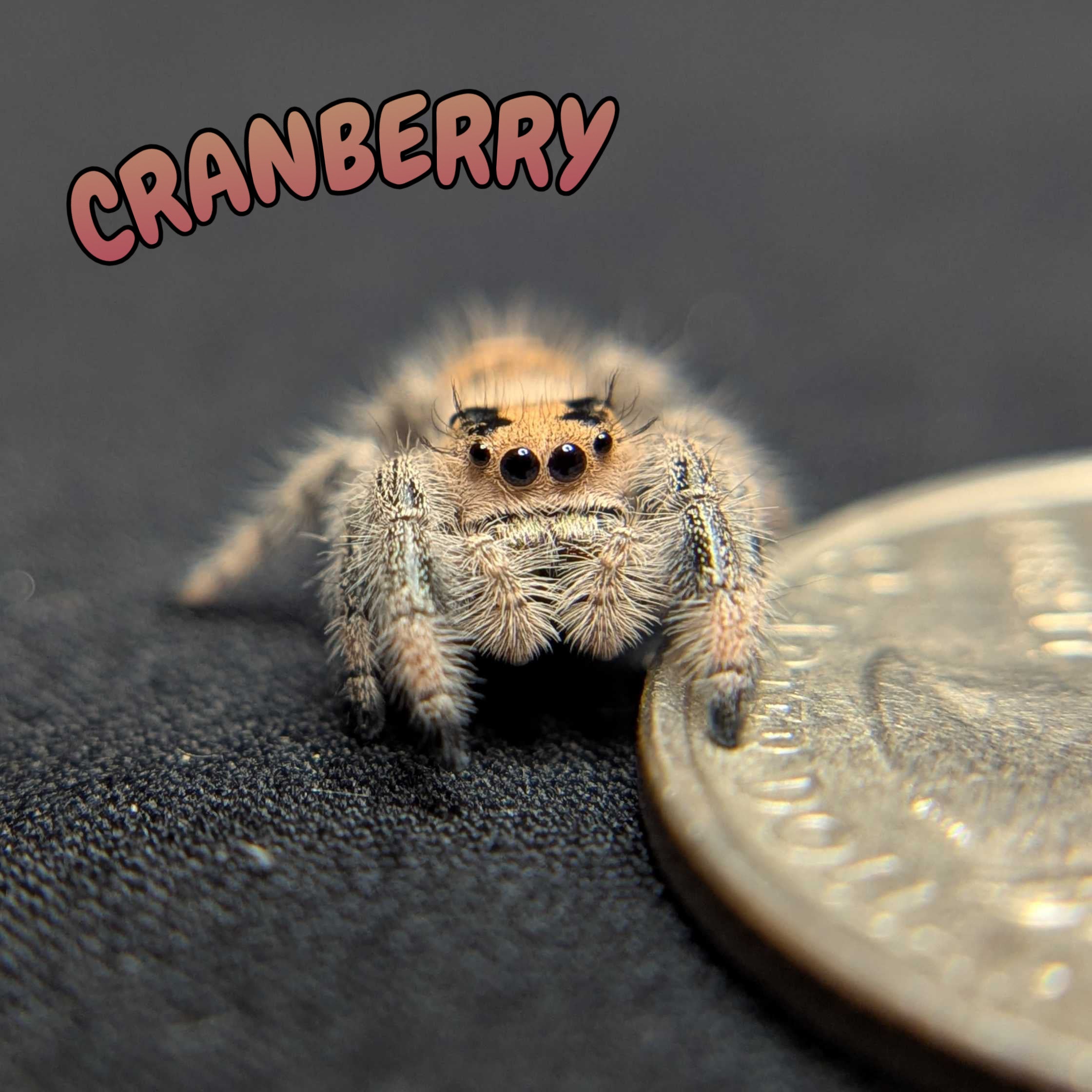 Regal Jumping Spider "Cranberry"
