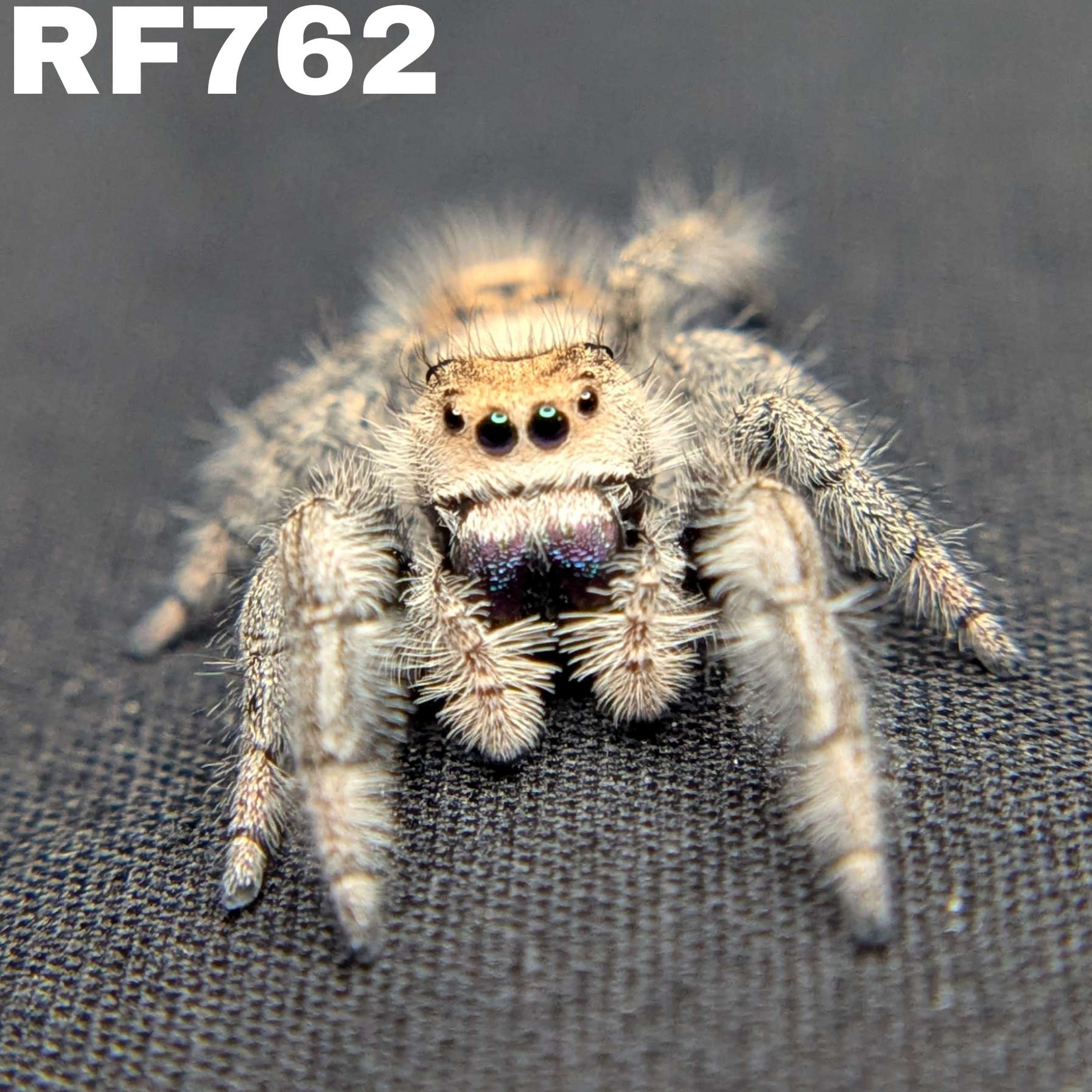 Regal Jumping Spider "Royal"