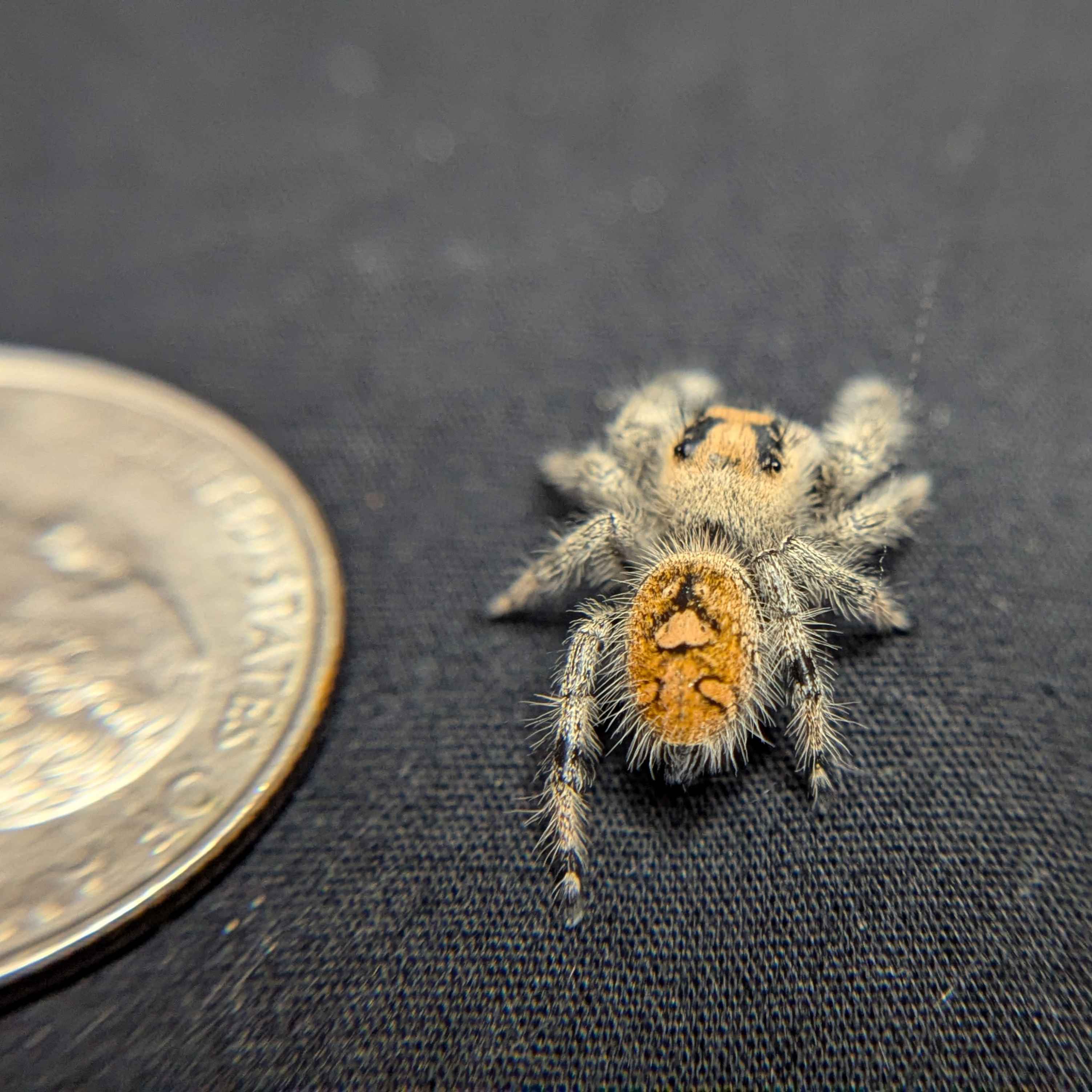 Regal Jumping Spider "Peach Puff”