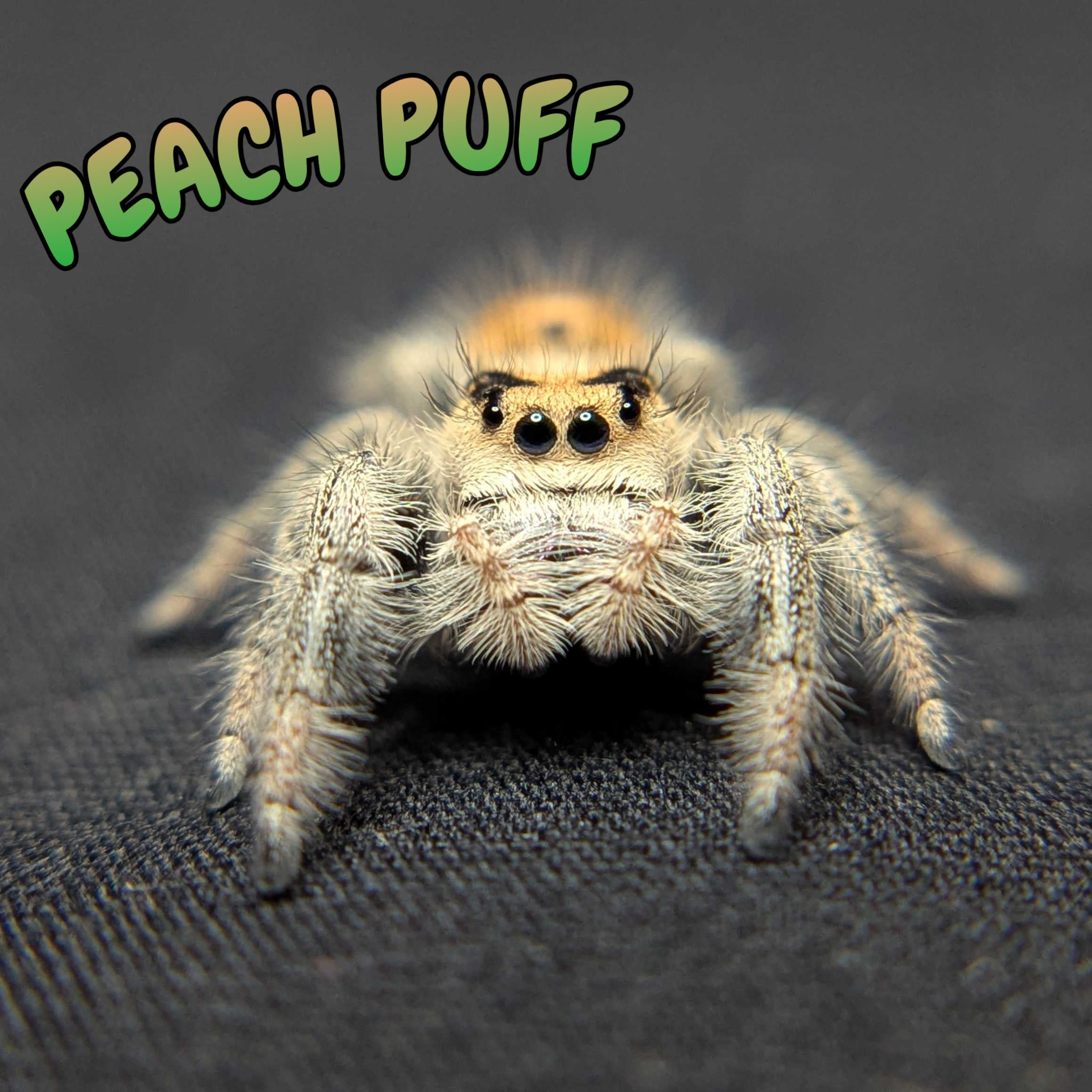 Regal Jumping Spider "Peach Puff”