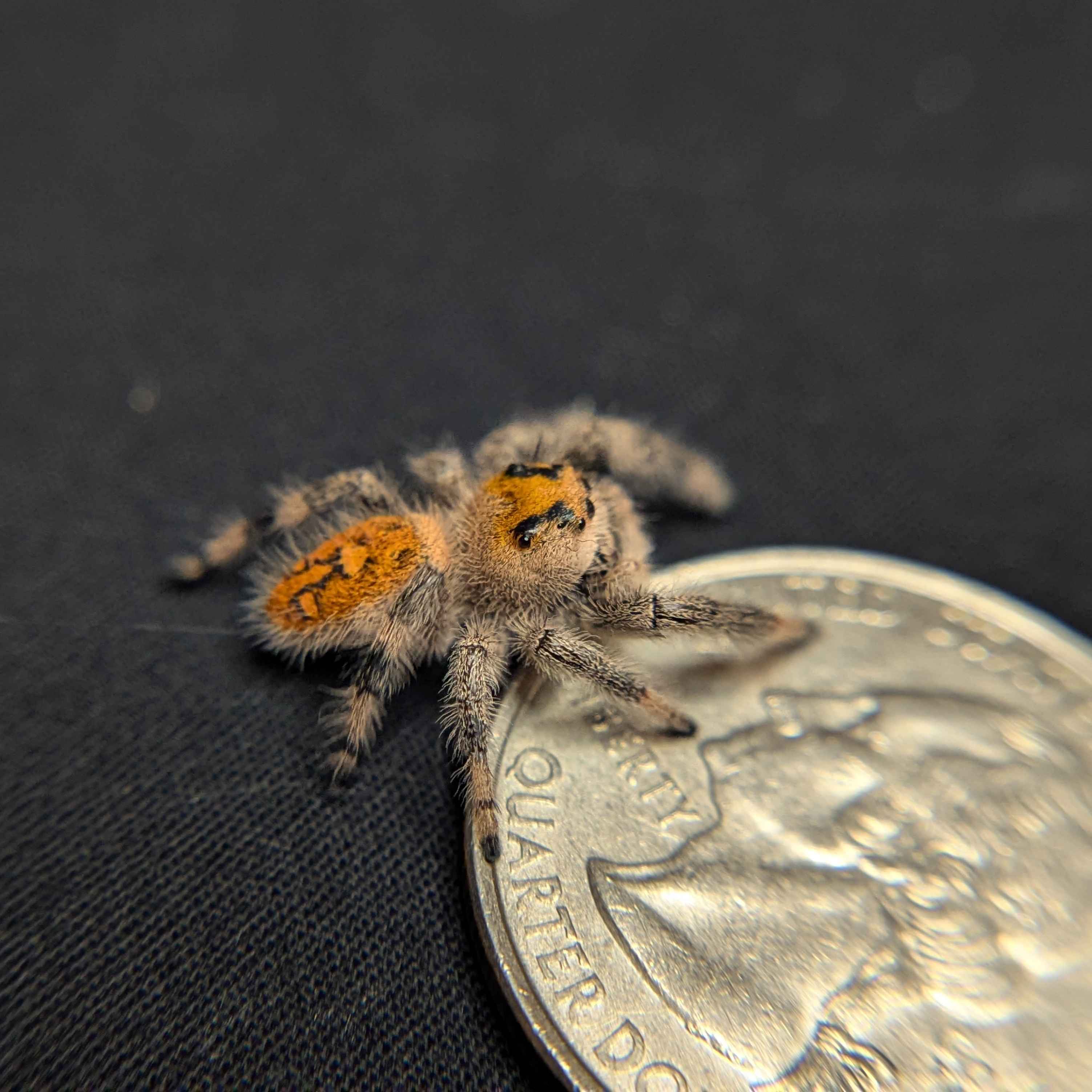 Regal Jumping Spider "Spicy"
