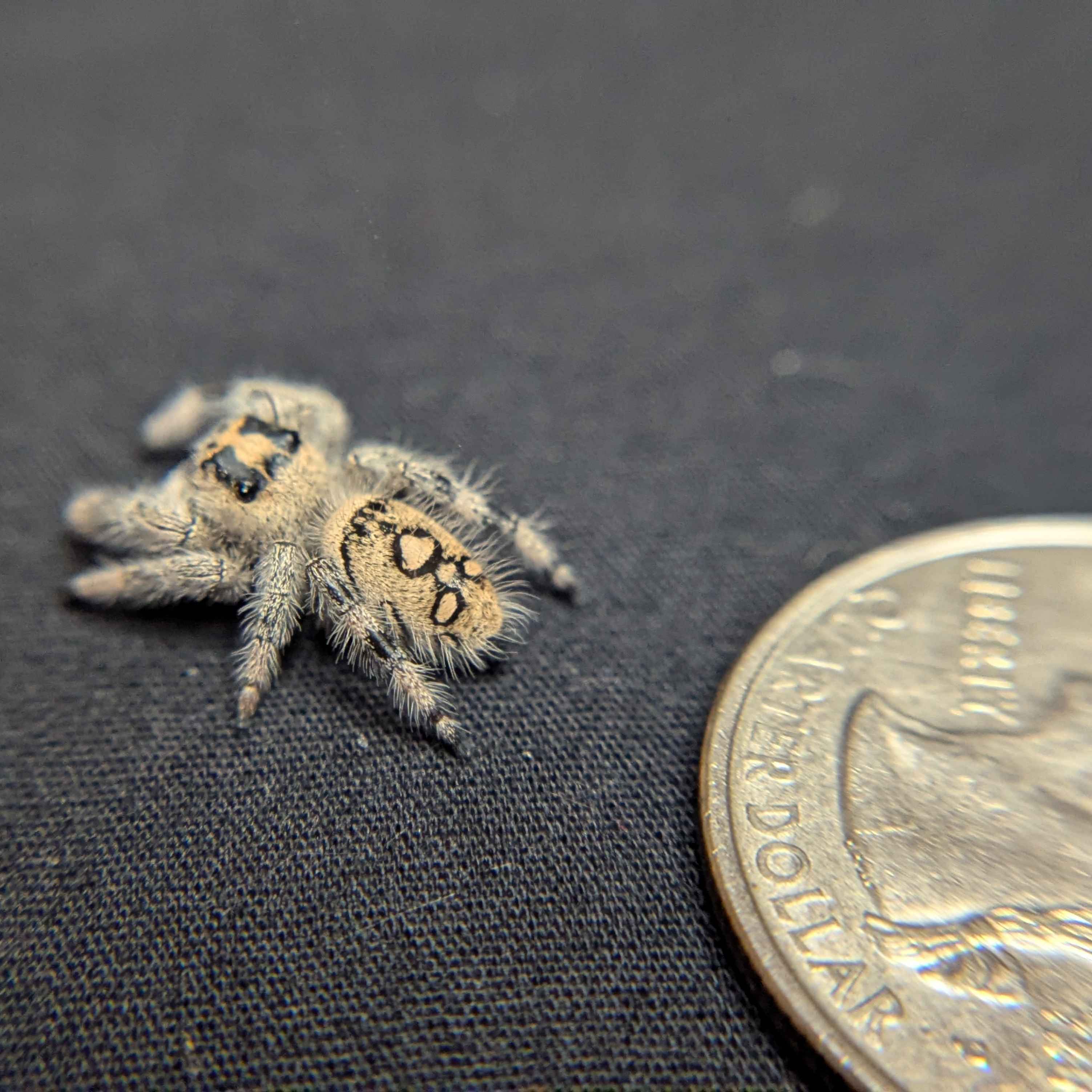 Regal Jumping Spider "Toasty"