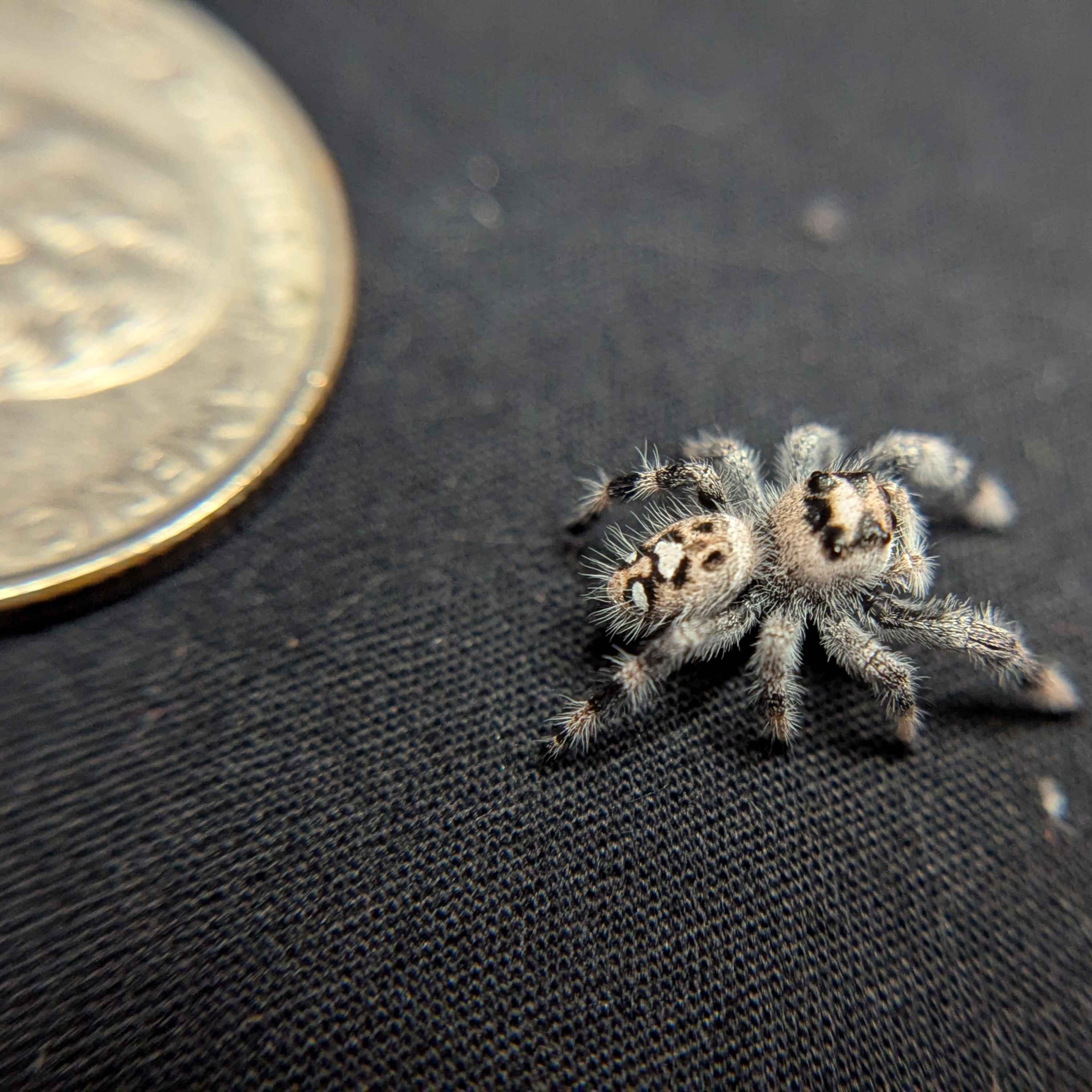 Regal Jumping Spider “Azalea”