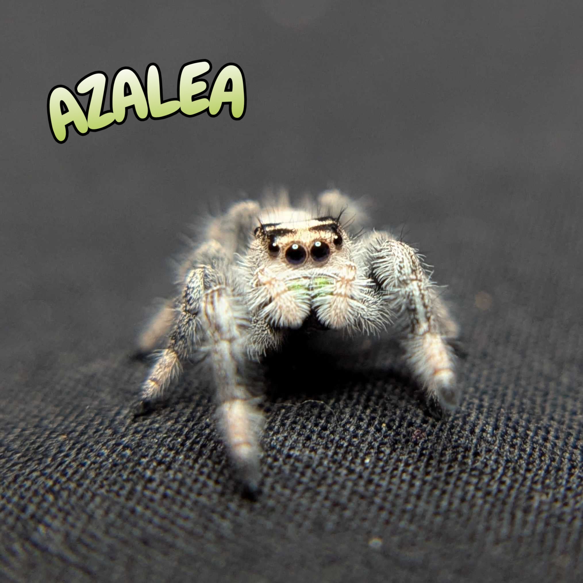 Regal Jumping Spider “Azalea”