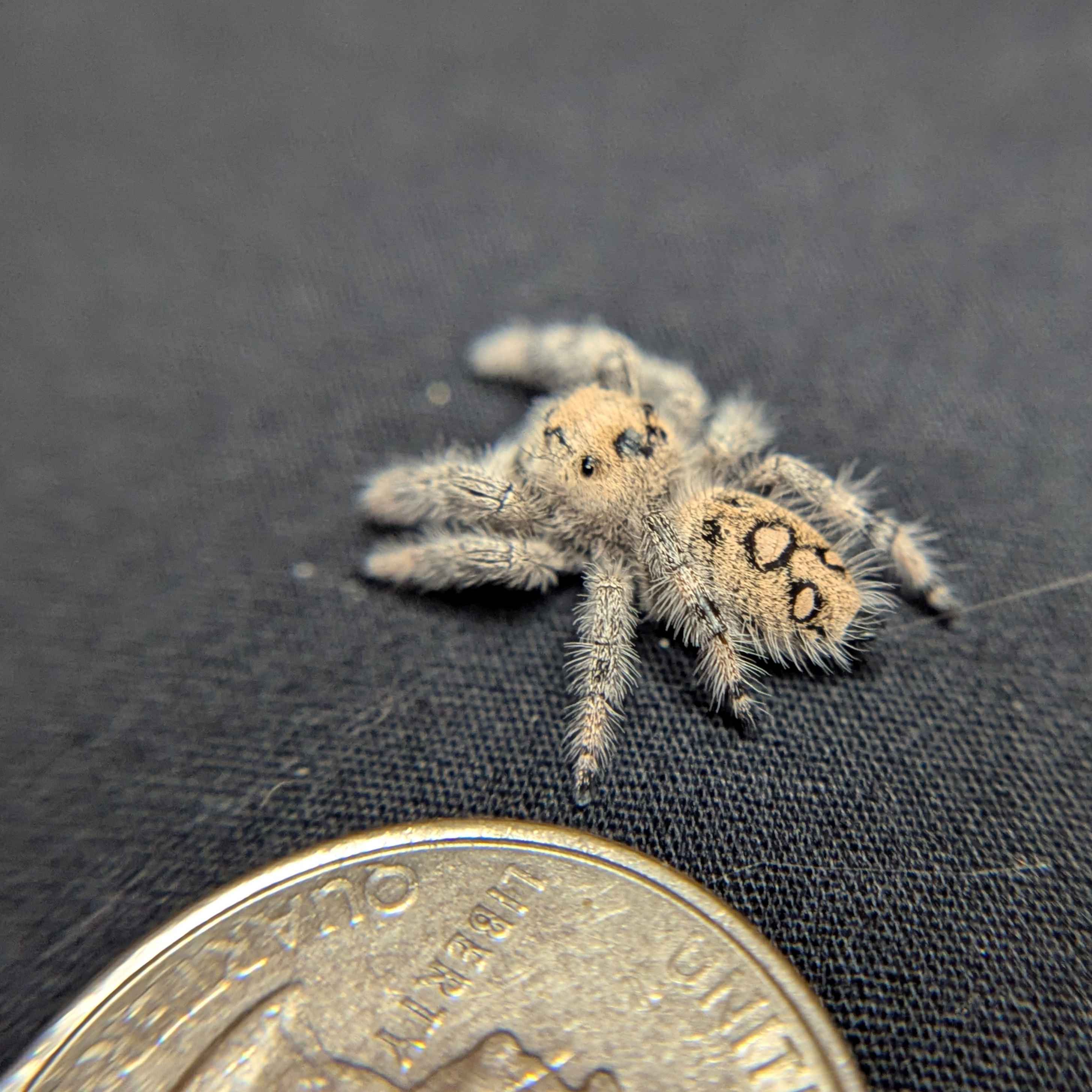Regal Jumping Spider "Sparkle"
