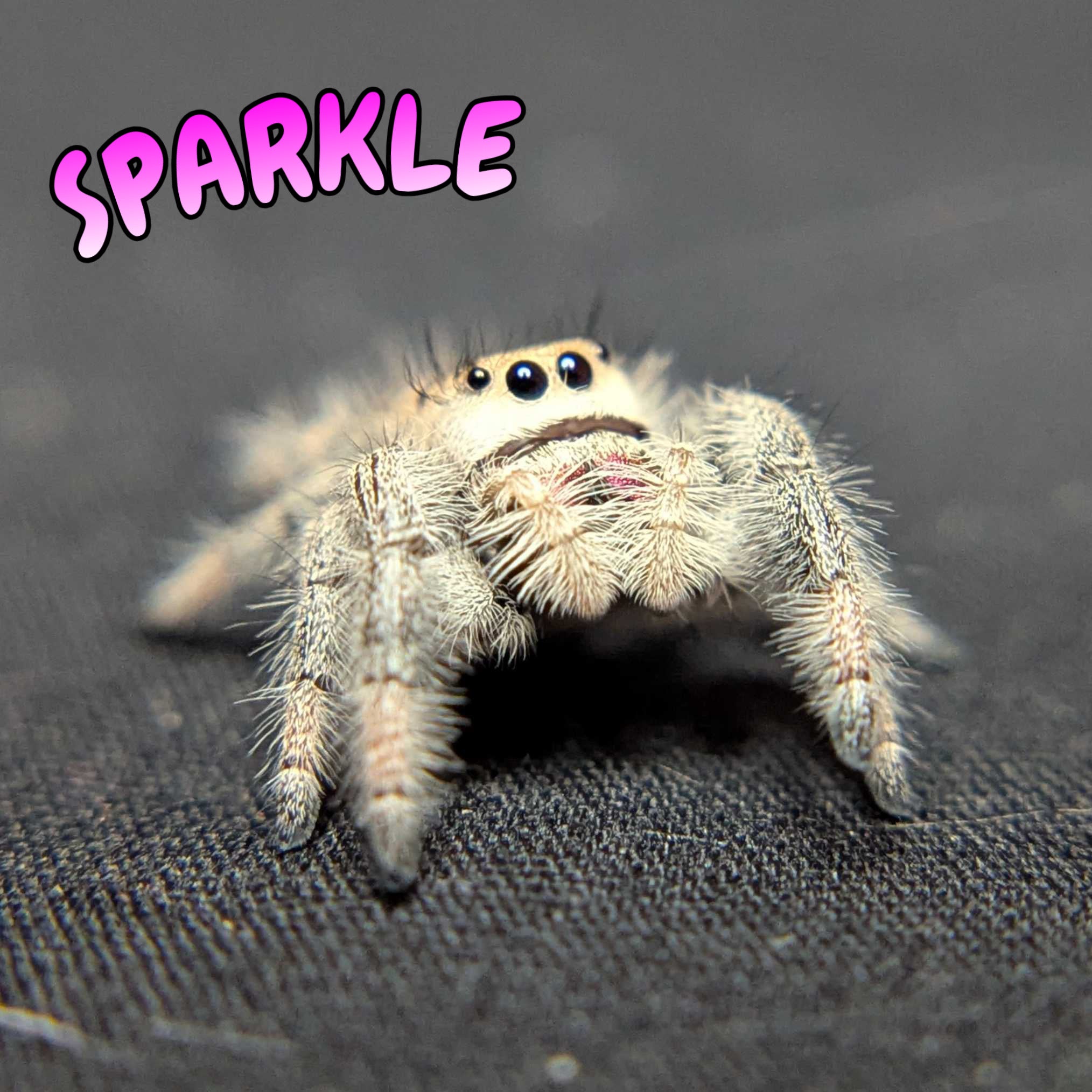 Regal Jumping Spider "Sparkle"