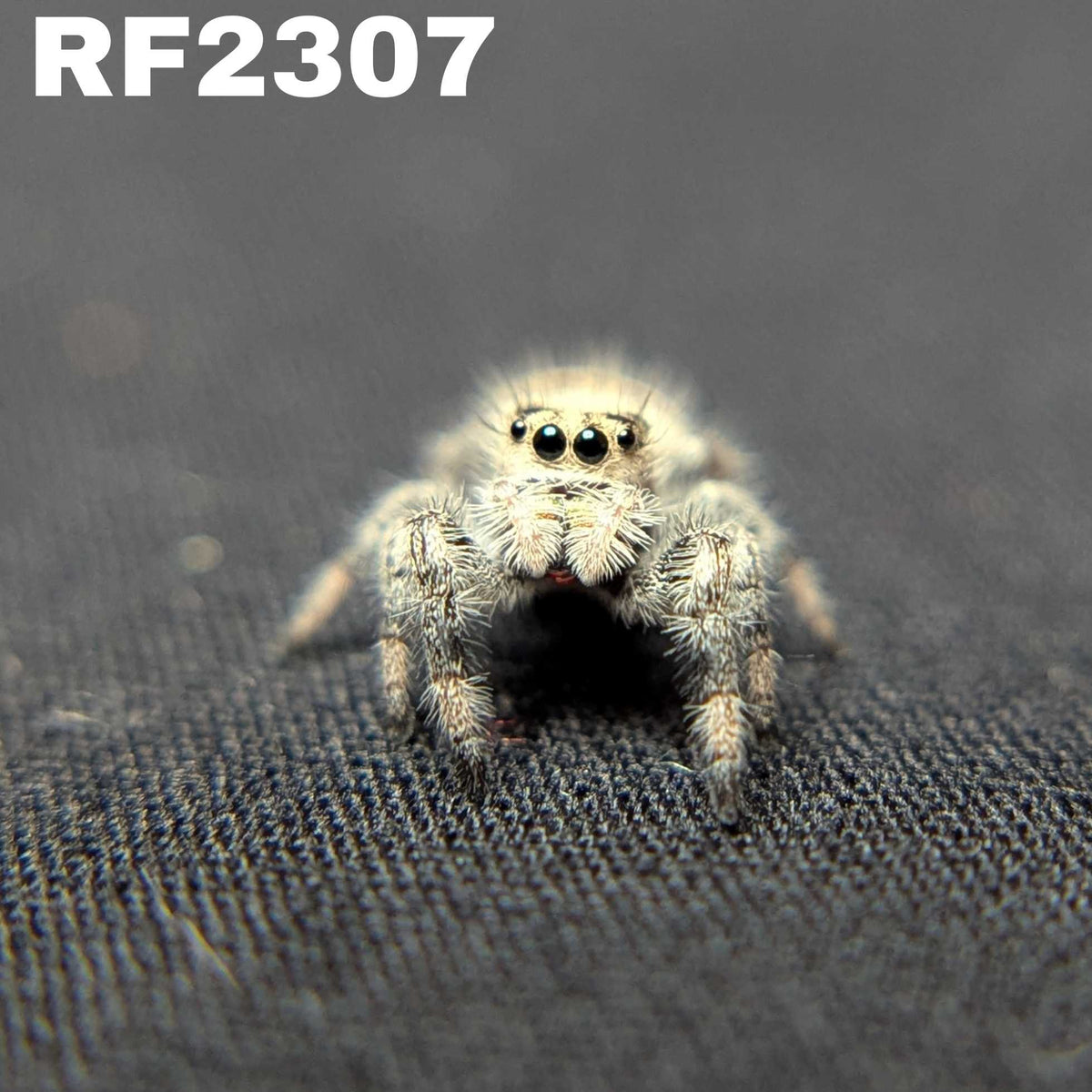 Regal Jumping Spider "Pixie"