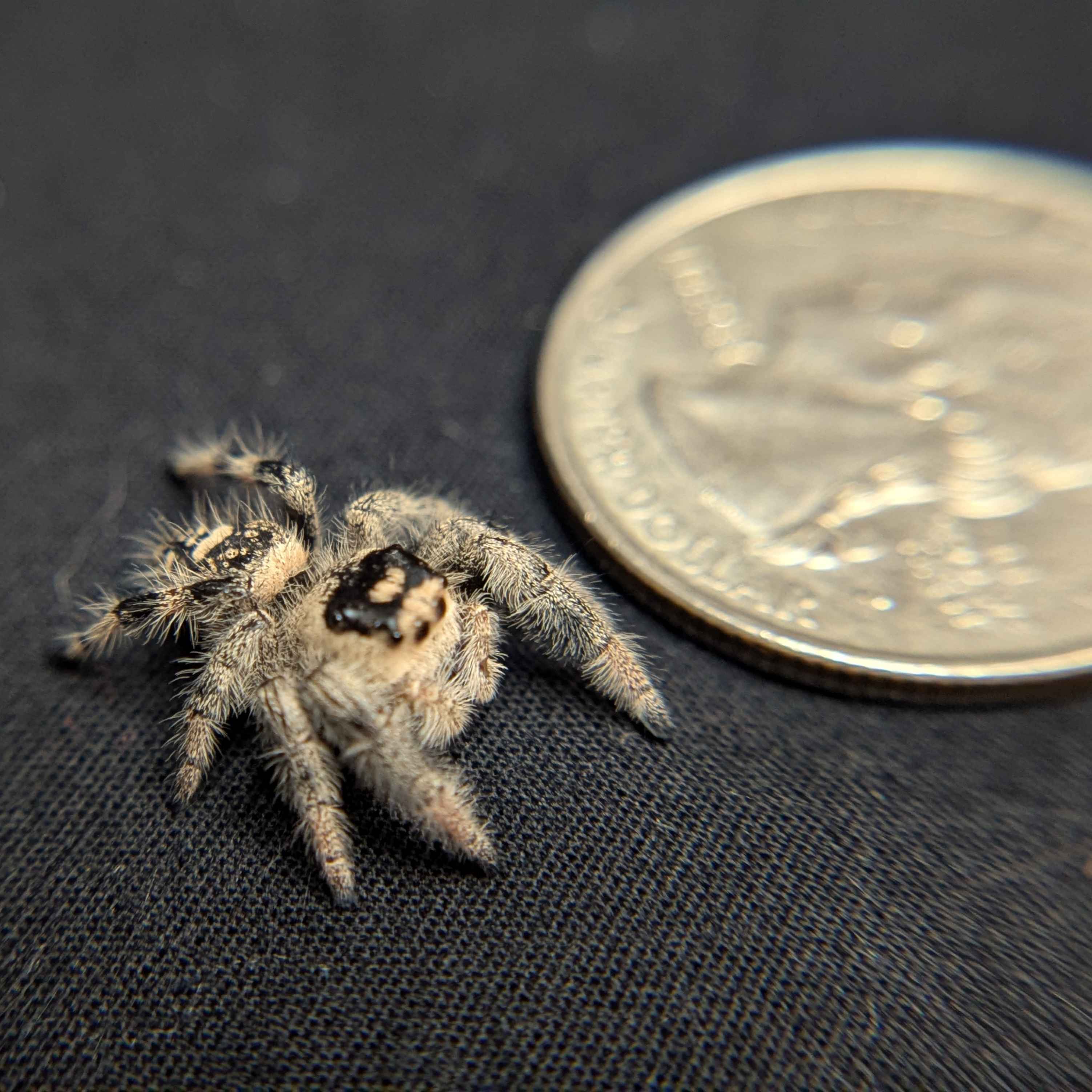 Regal Jumping Spider "Maple"