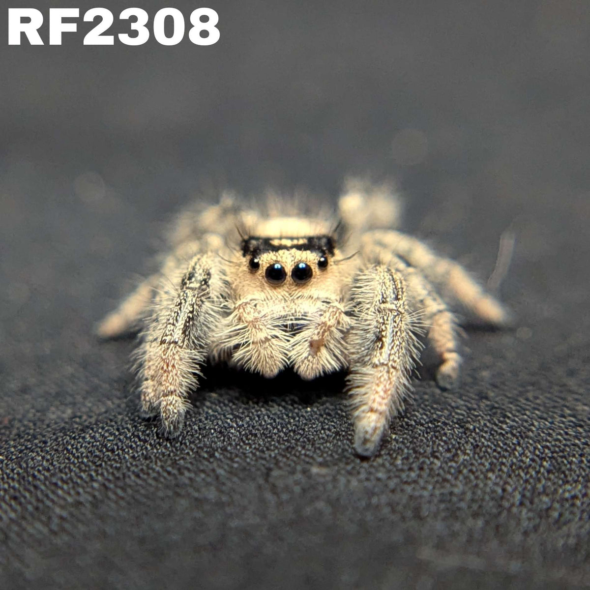 Regal Jumping Spider "Maple"