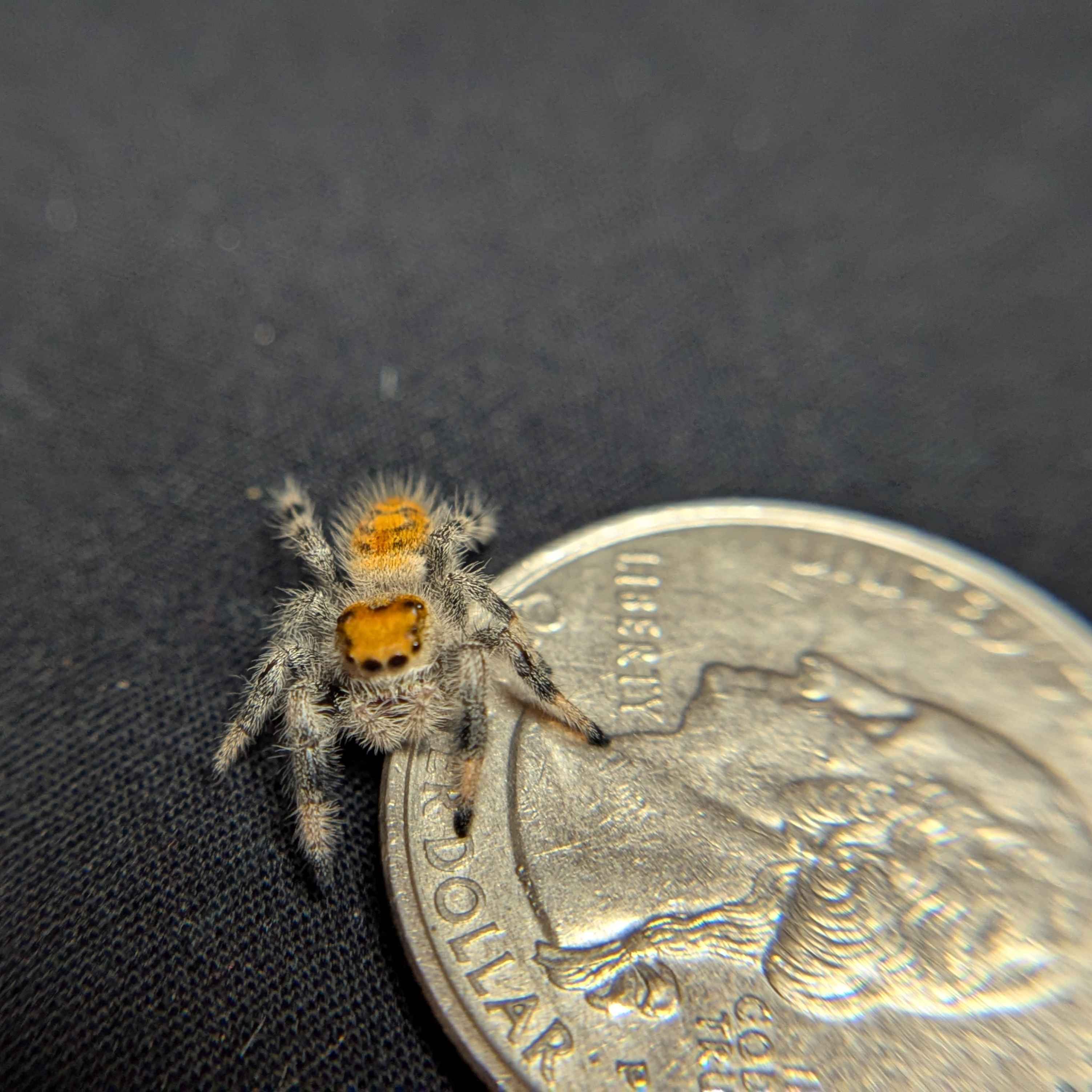 Regal Jumping Spider “Inferno”