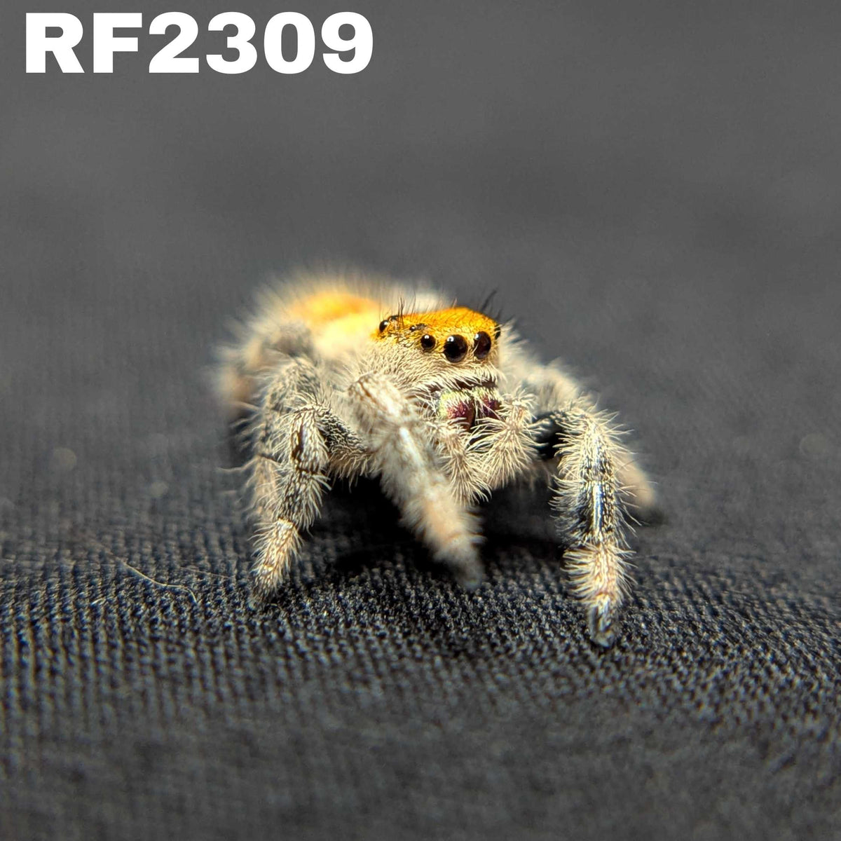 Regal Jumping Spider “Inferno”