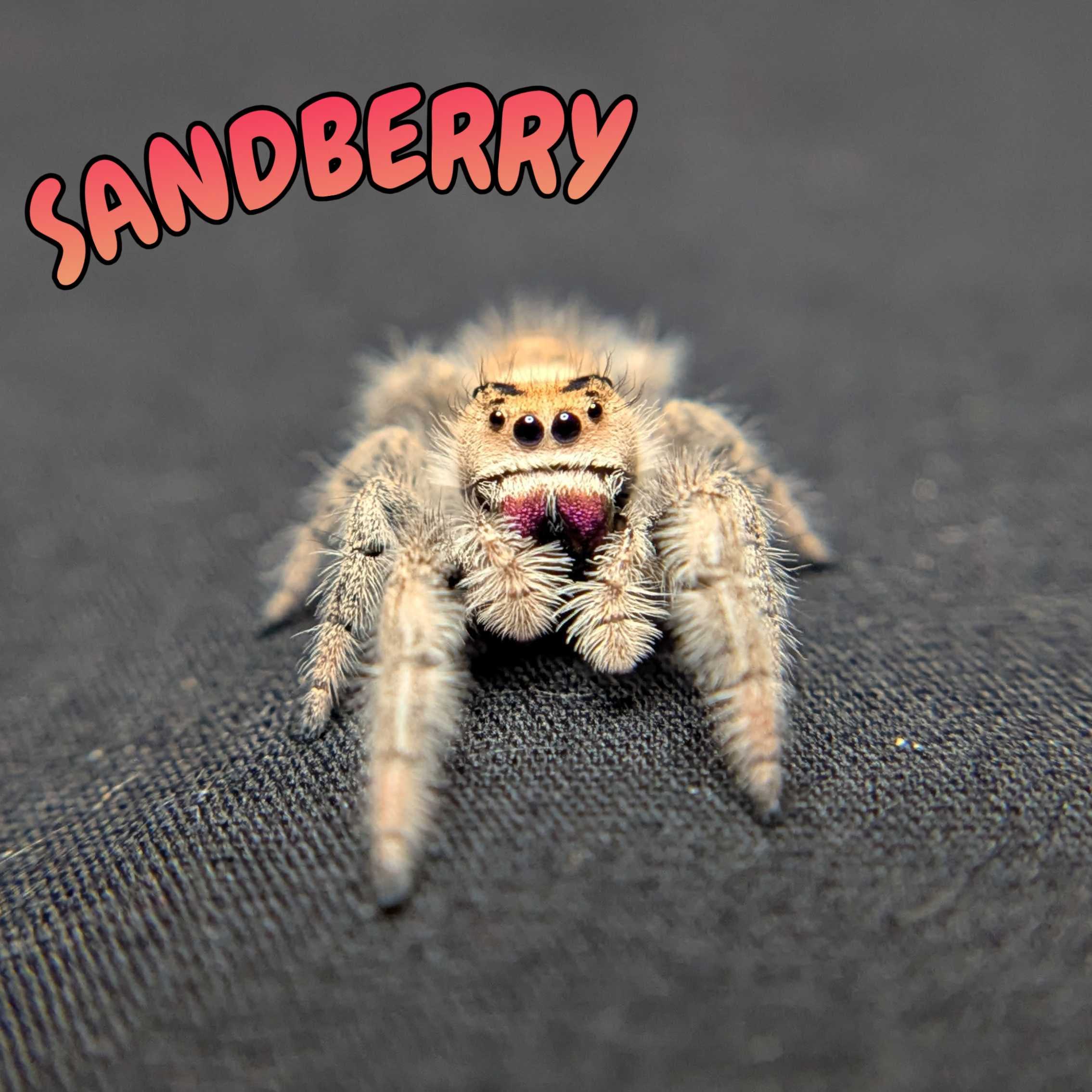 Regal Jumping Spider "Sandberry"