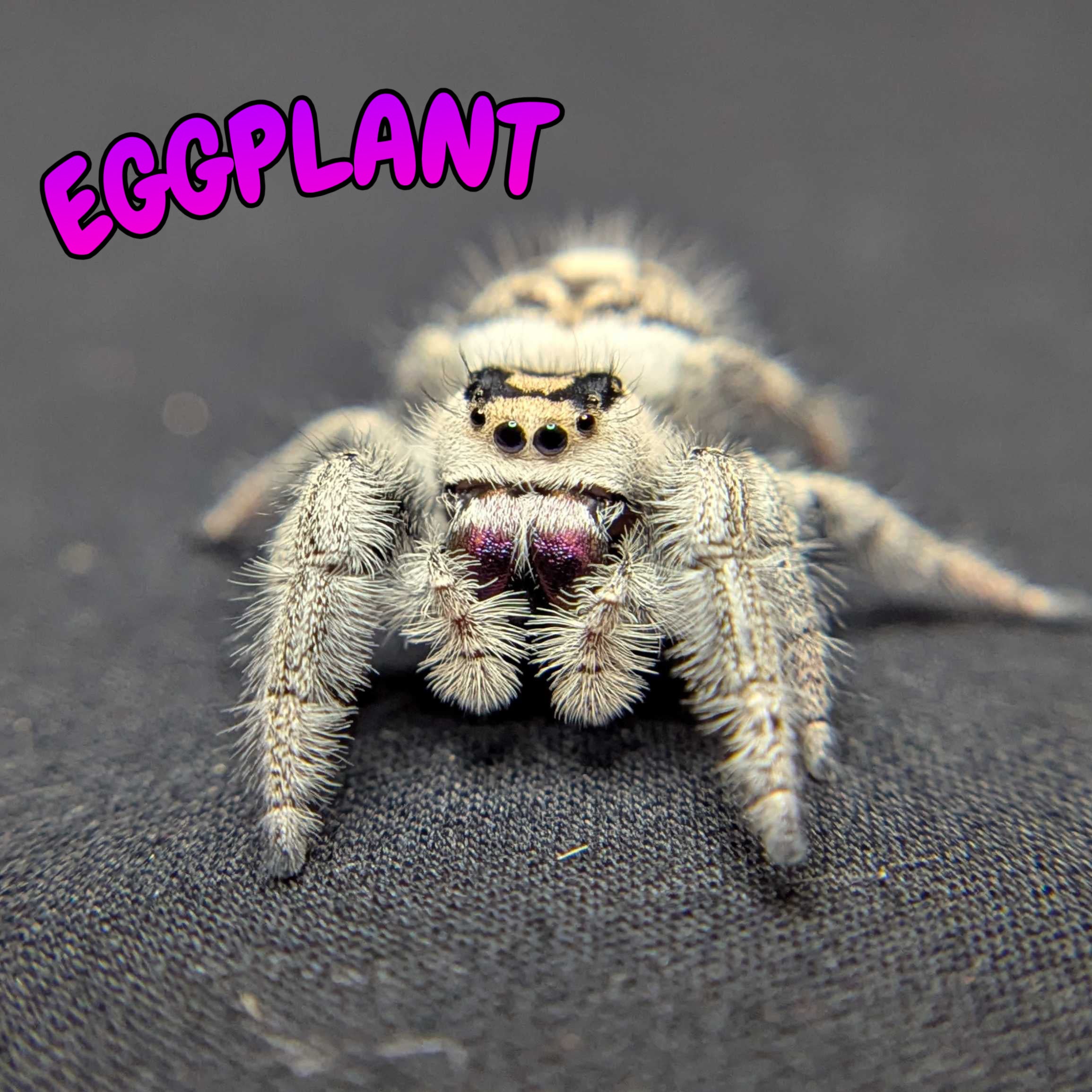 Regal Jumping Spider "Eggplant"