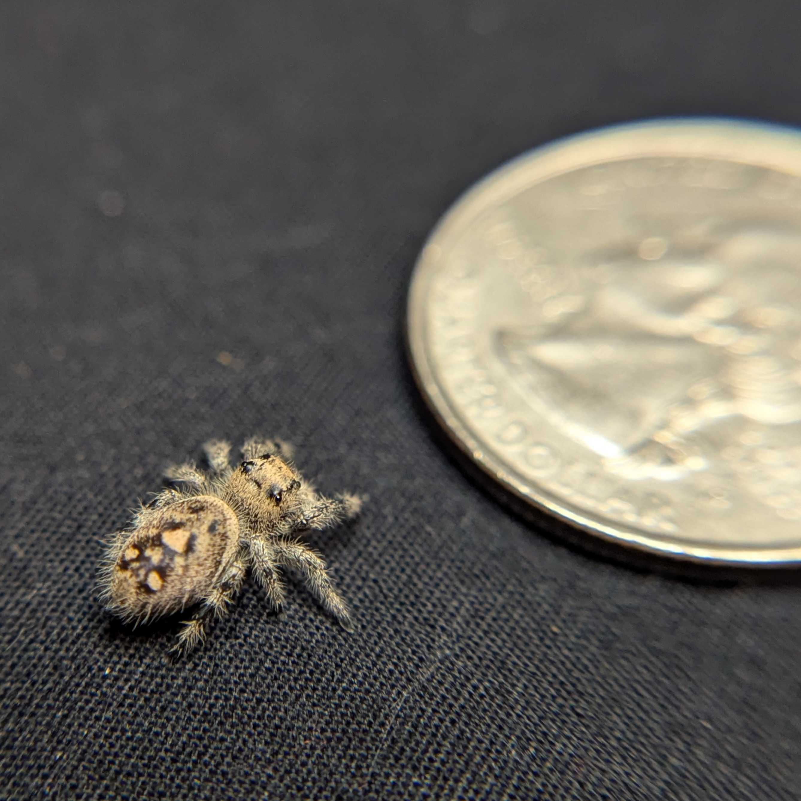 Regal Jumping Spider "Potato"