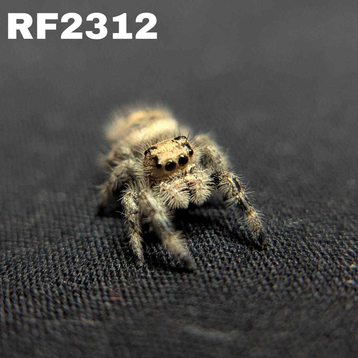Regal Jumping Spider "Potato"