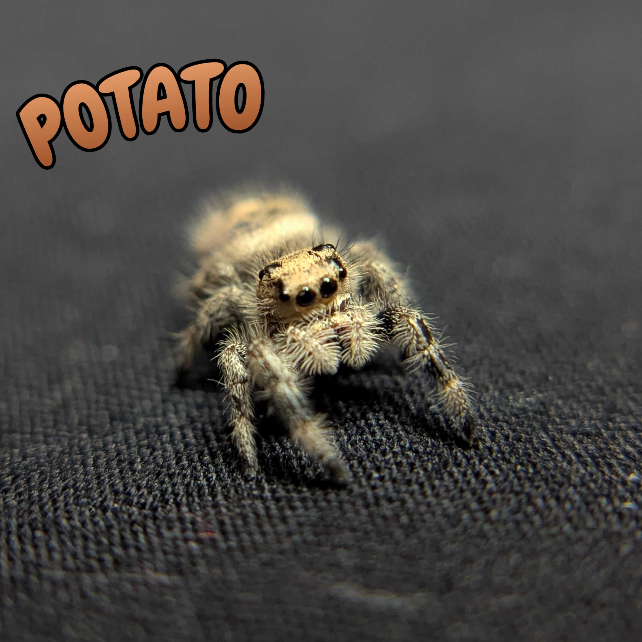 Regal Jumping Spider "Potato"
