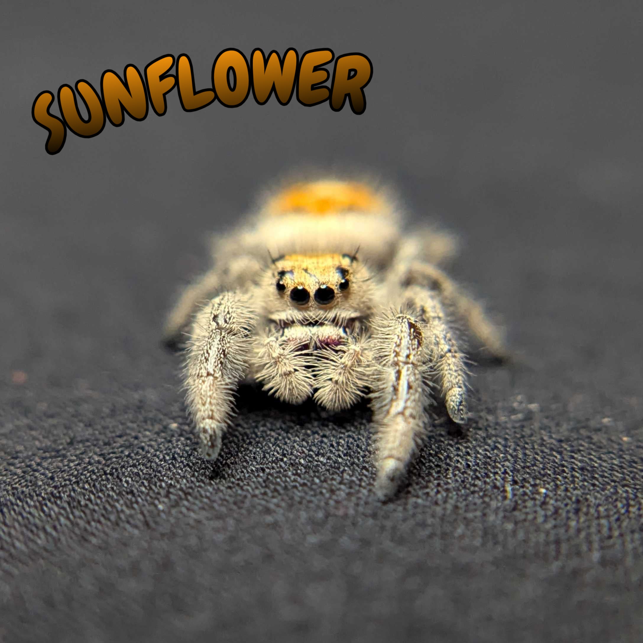 Regal Jumping Spider "Sunflower"