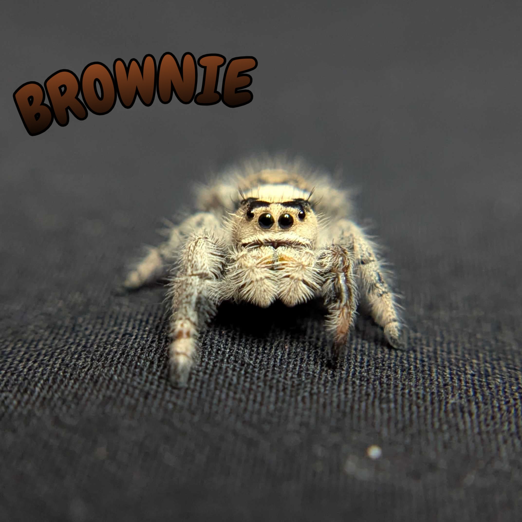 Regal Jumping Spider "Brownie"