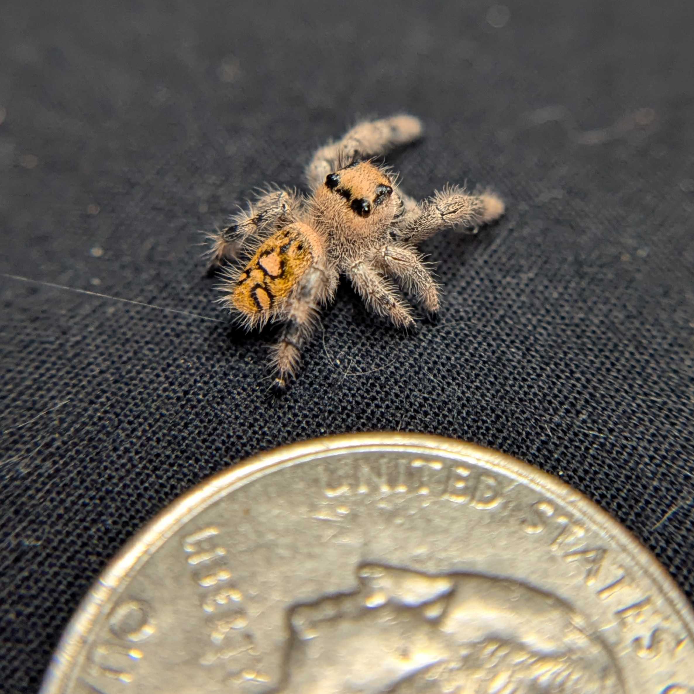 Regal Jumping Spider "Ruby"