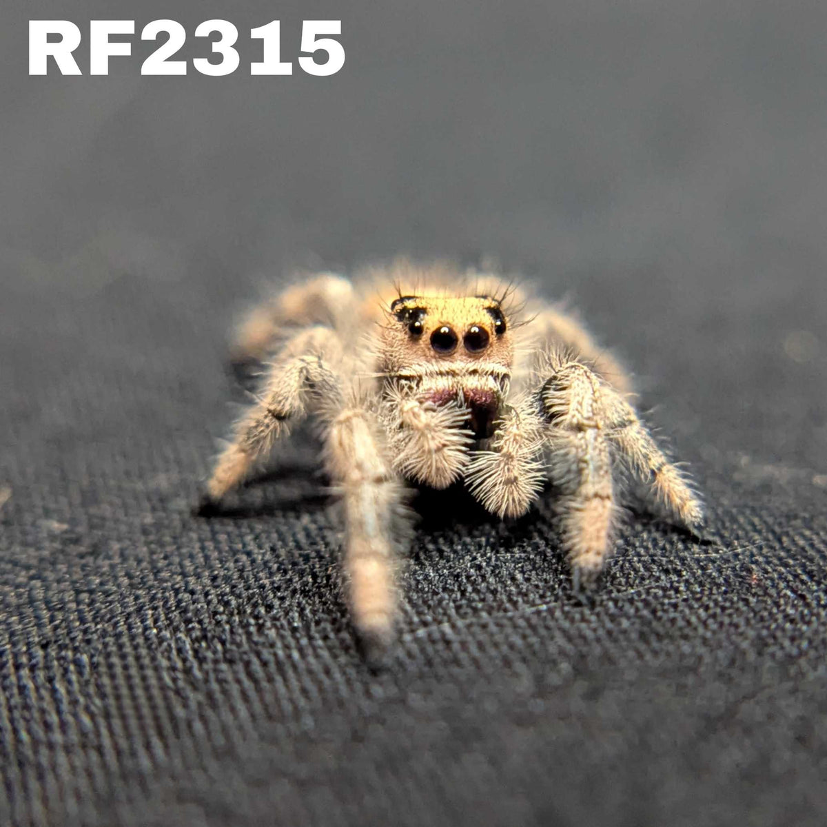 Regal Jumping Spider "Ruby"
