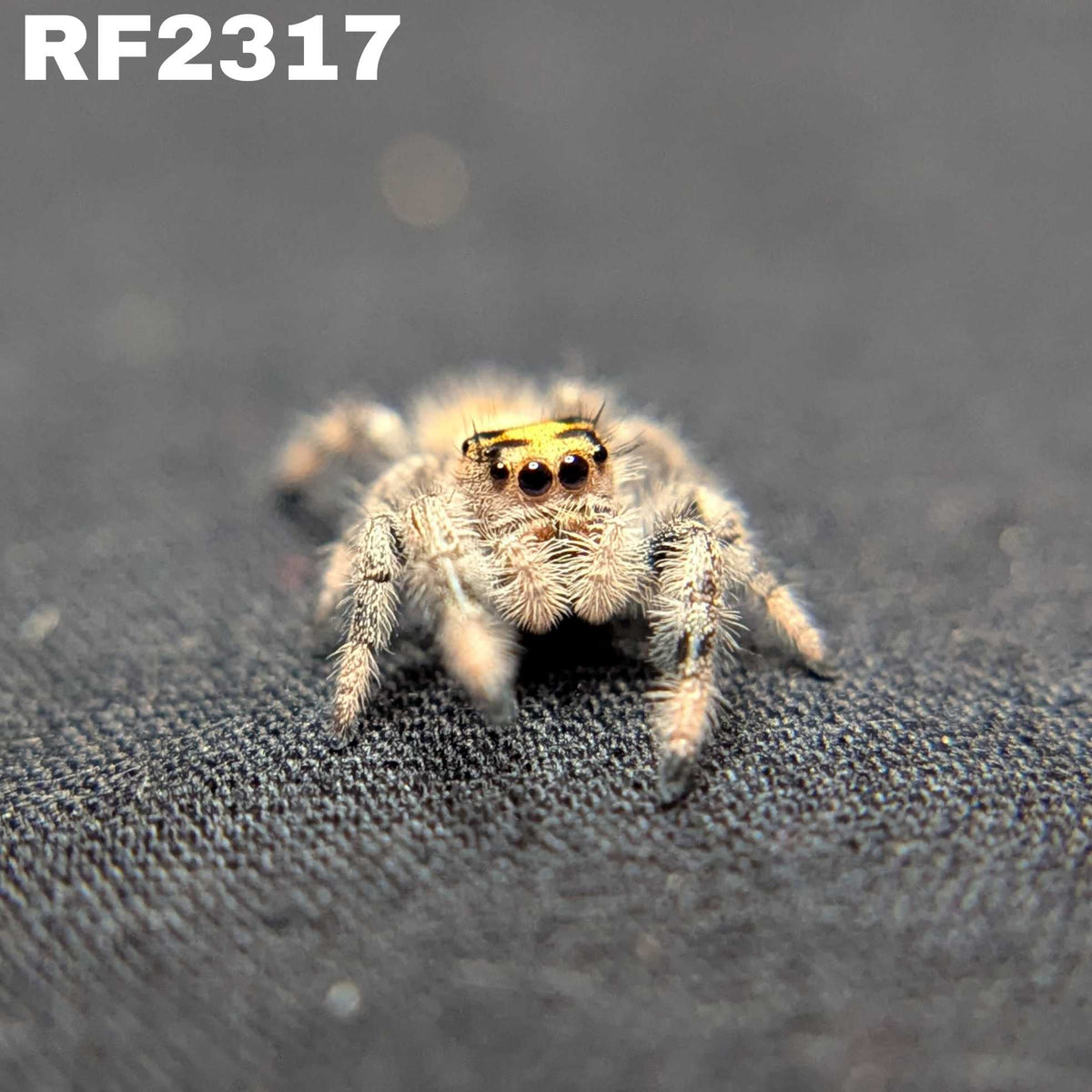 Regal Jumping Spider “Honeycomb”