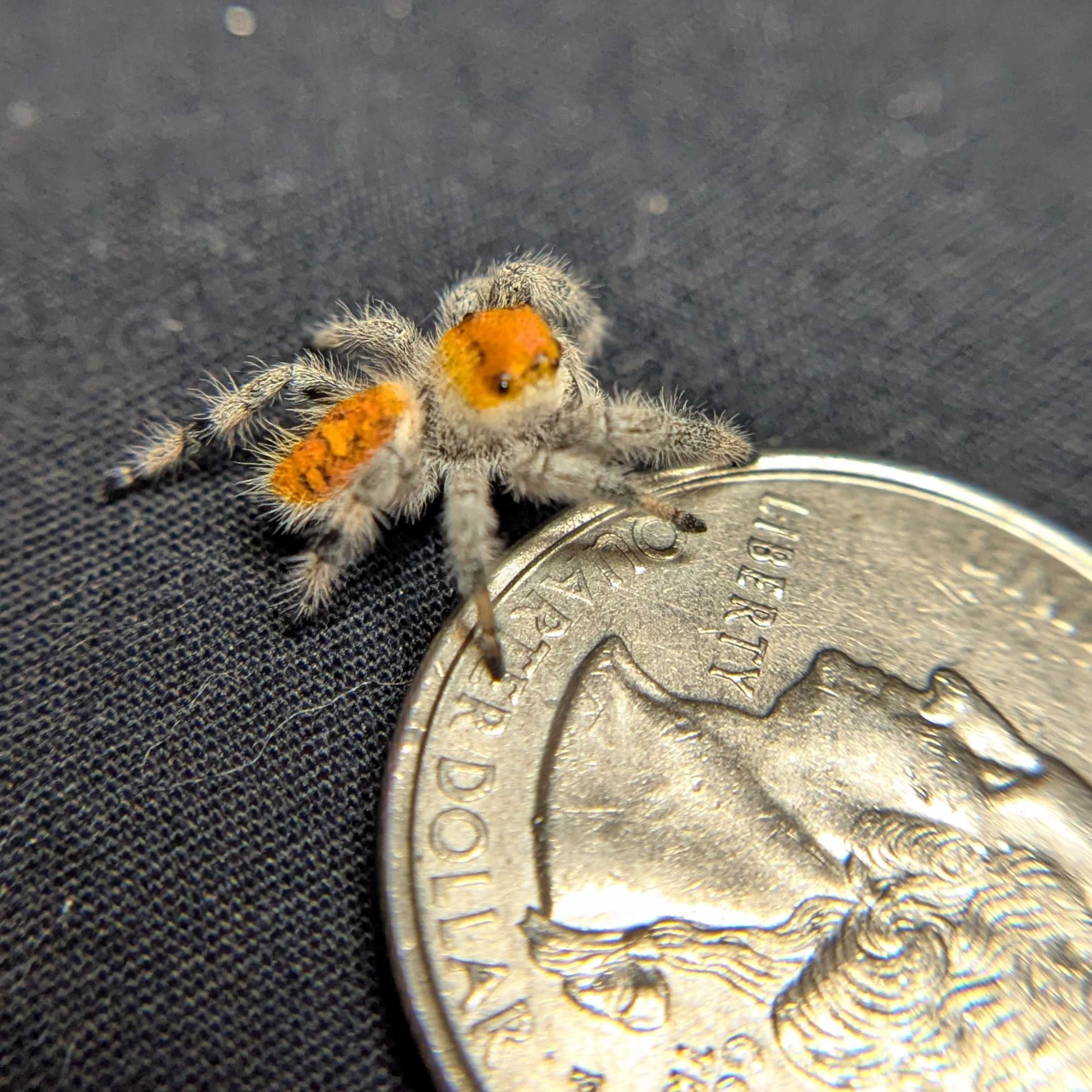 Regal Jumping Spider "Cheetah"
