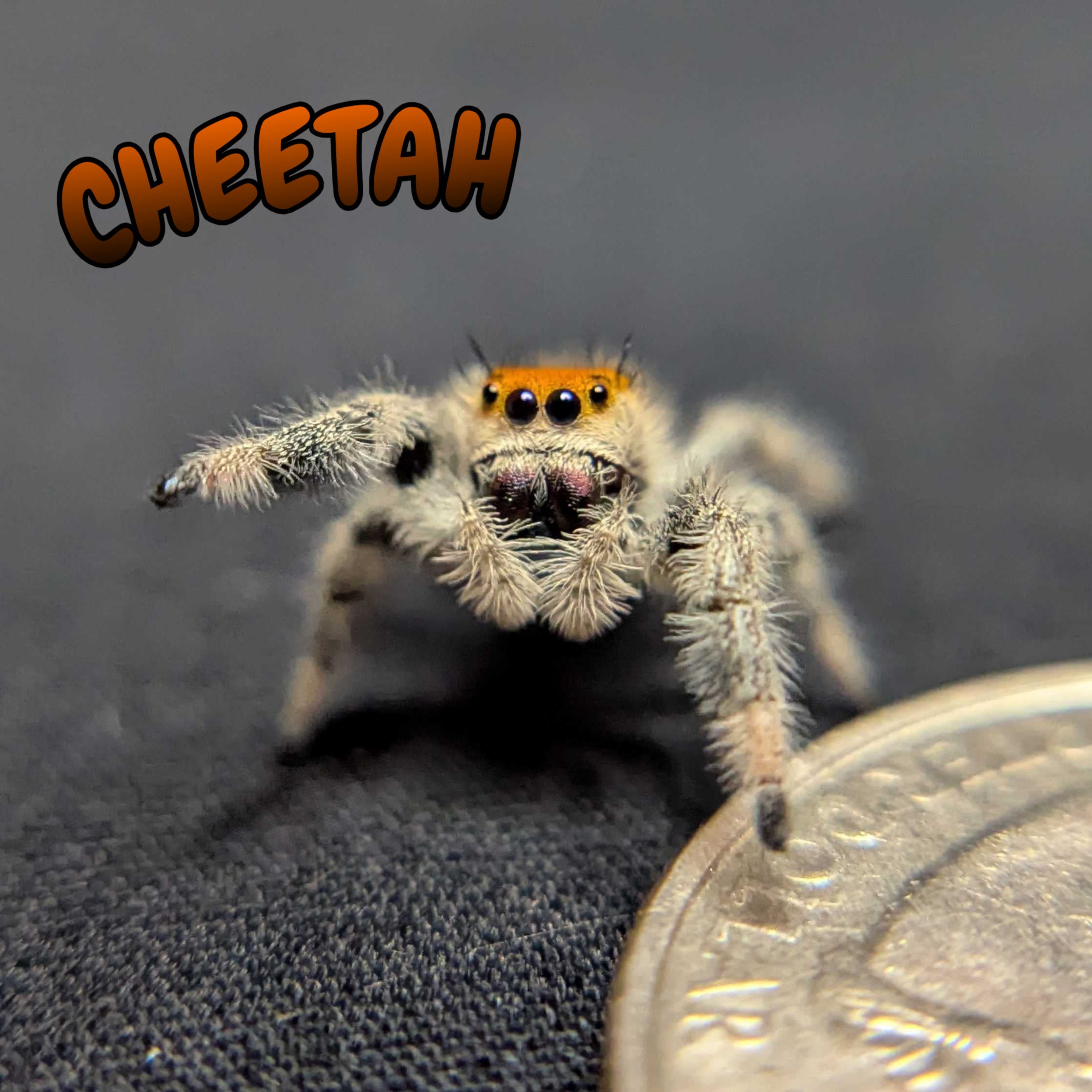 Regal Jumping Spider "Cheetah"