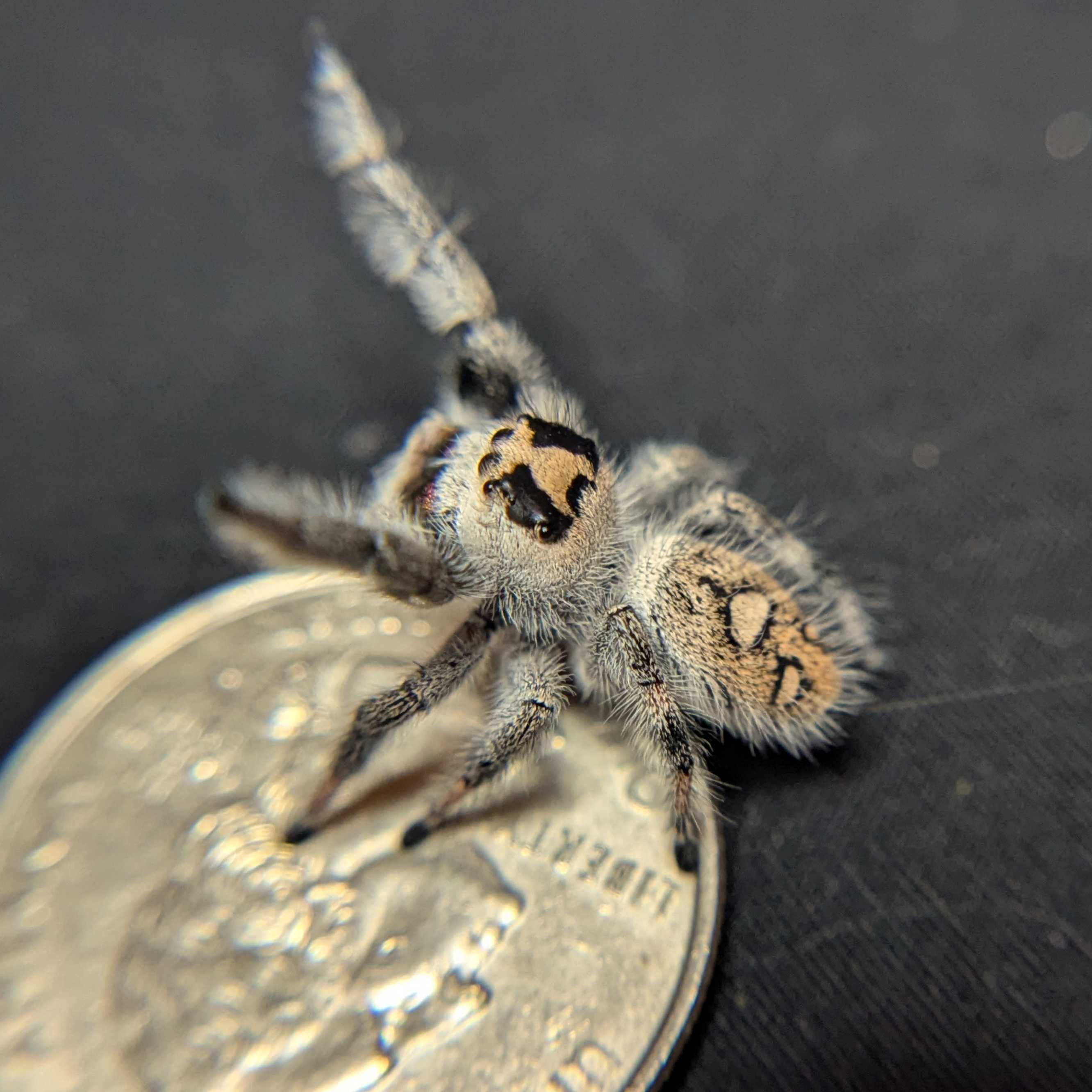 Regal Jumping Spider "Rachel"