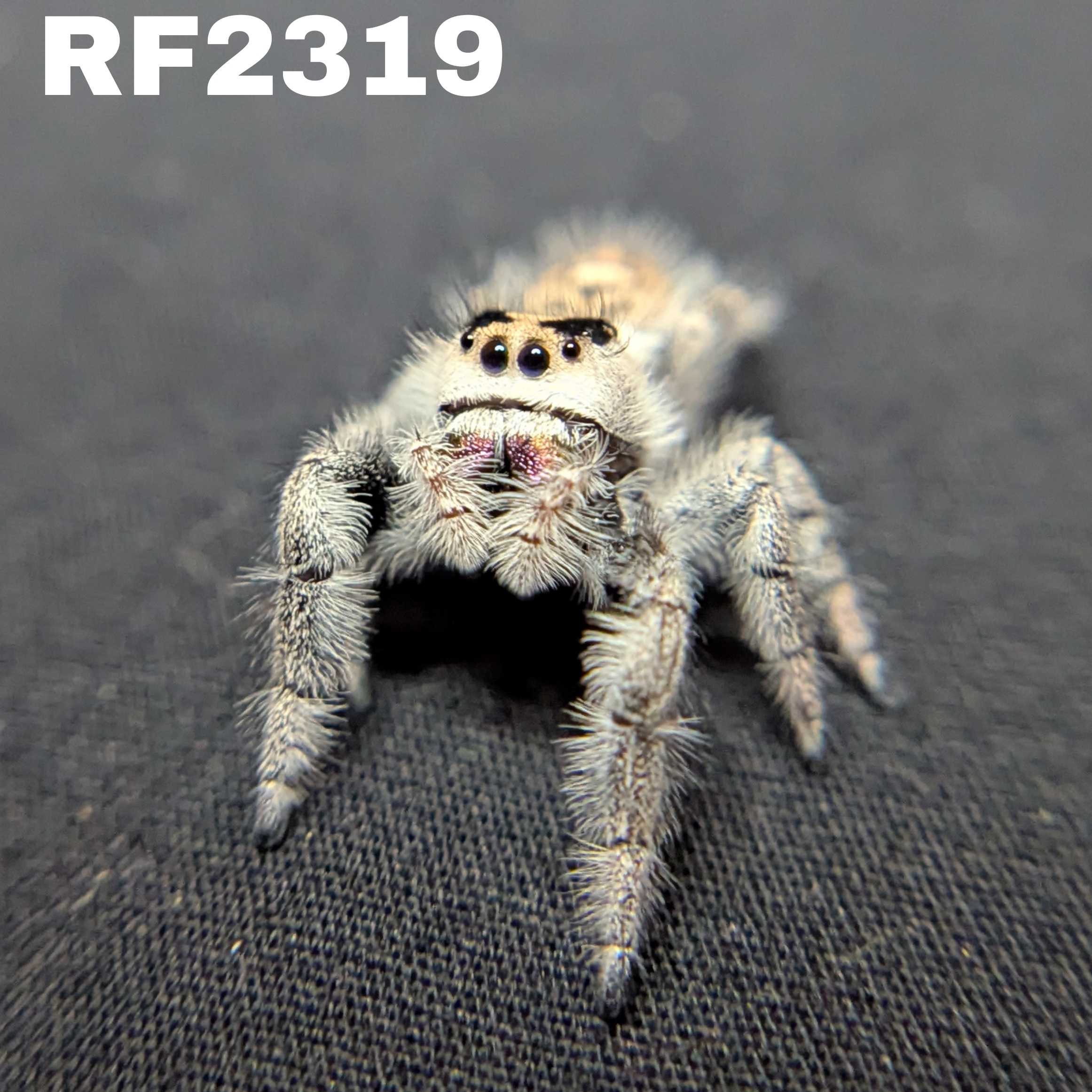 Regal Jumping Spider "Rachel"