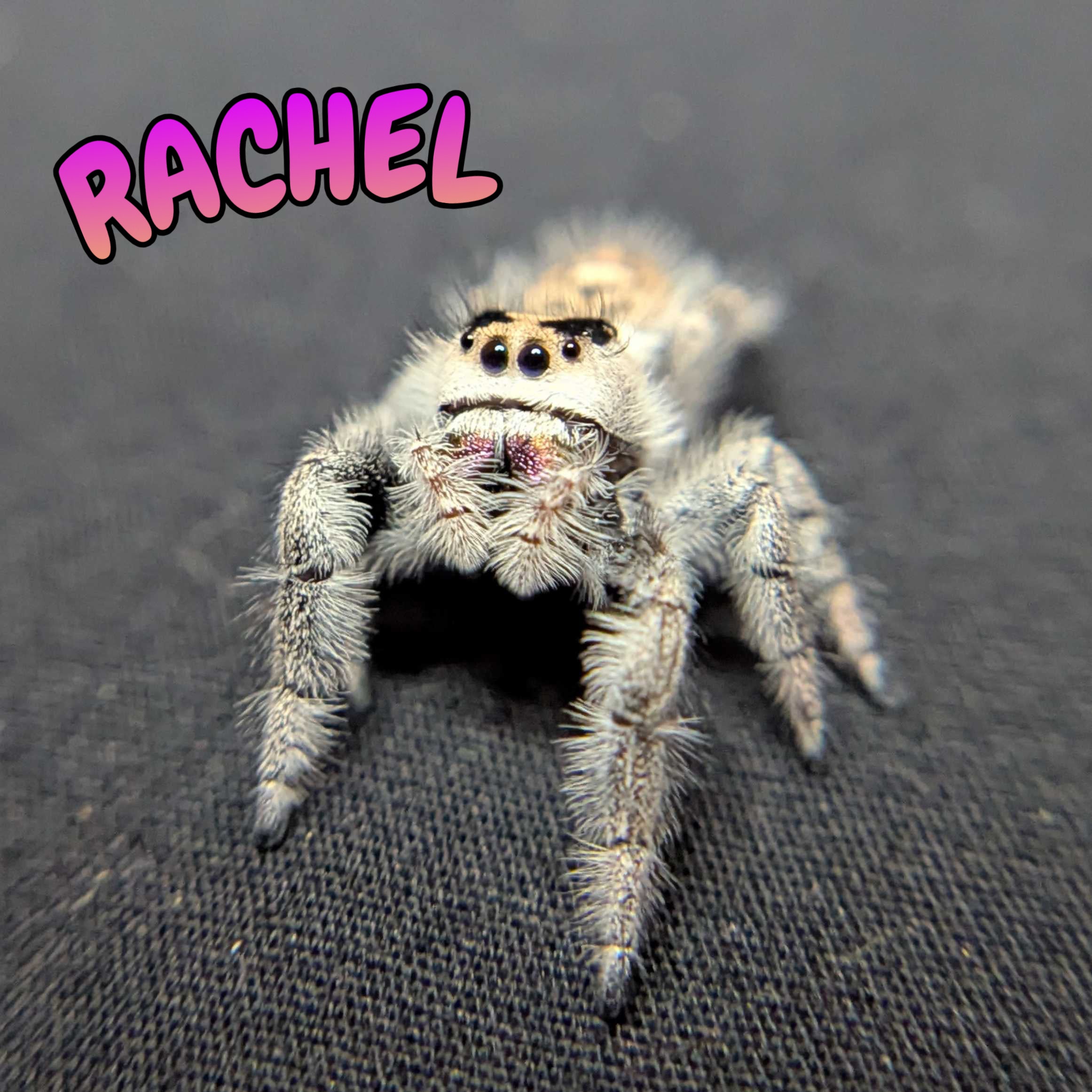 Regal Jumping Spider "Rachel"