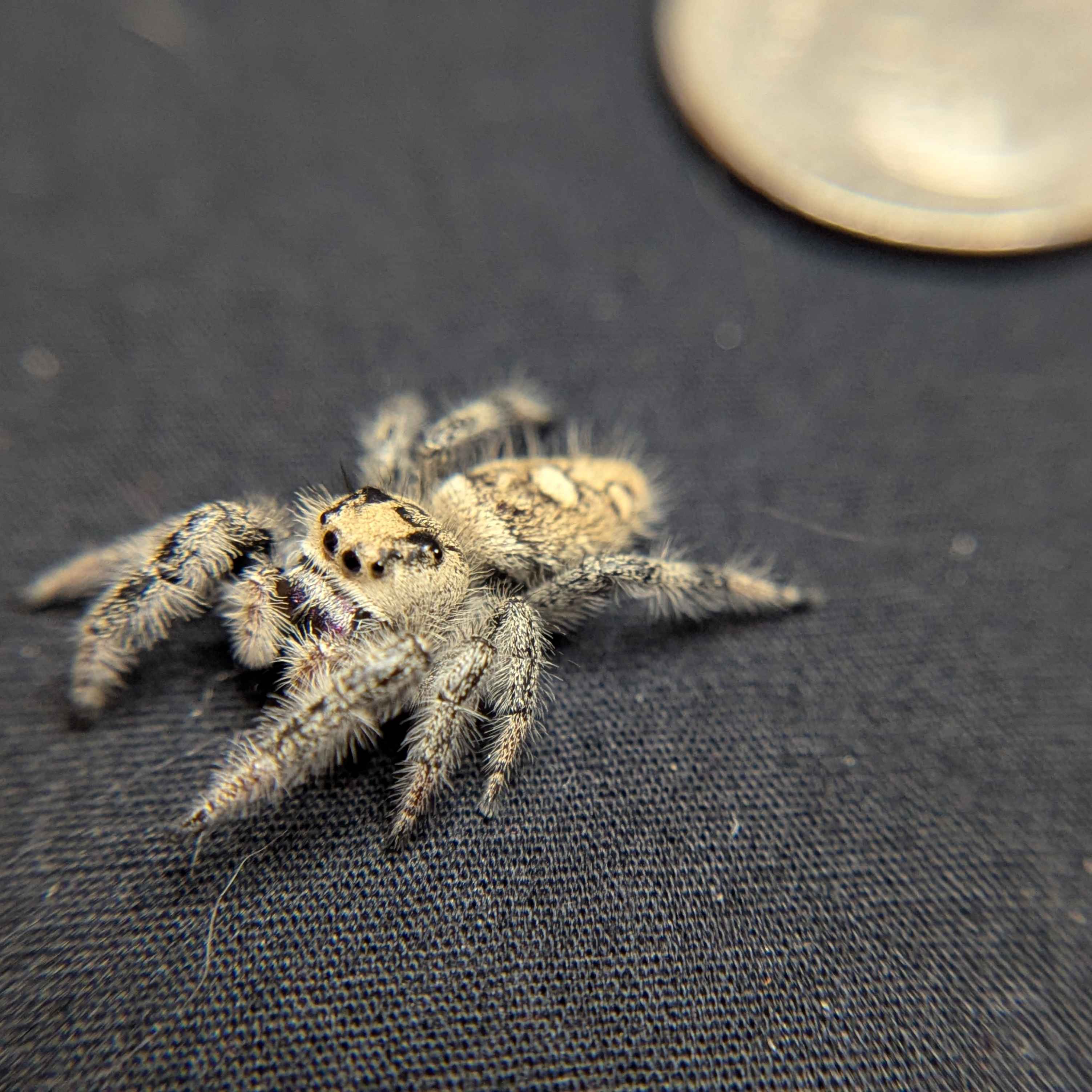 Regal Jumping Spider "Sherbert"