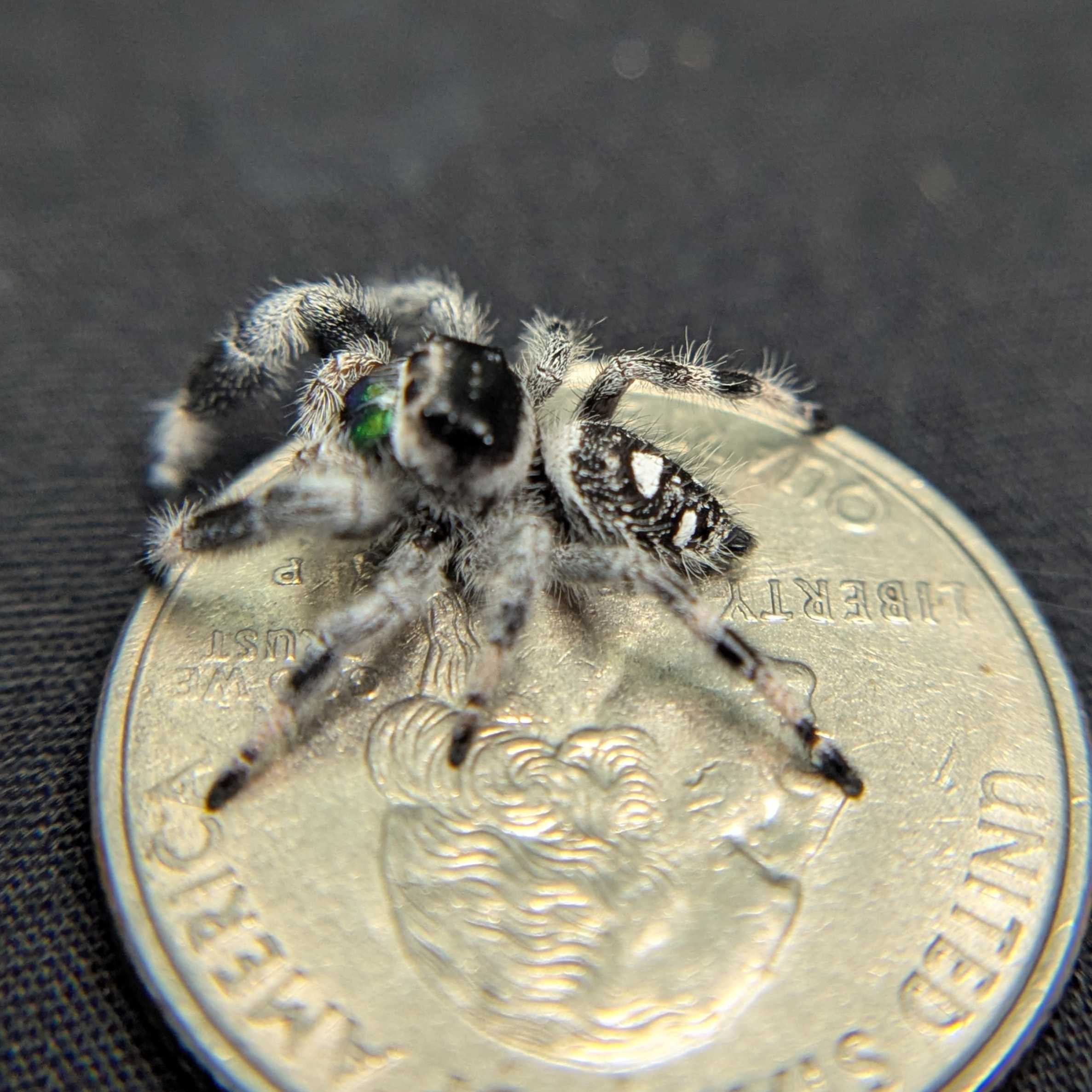 Regal Jumping Spider "Clover"