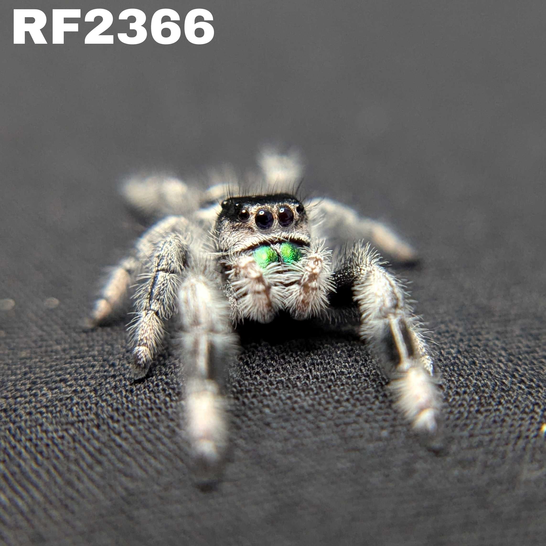 Regal Jumping Spider "Clover"