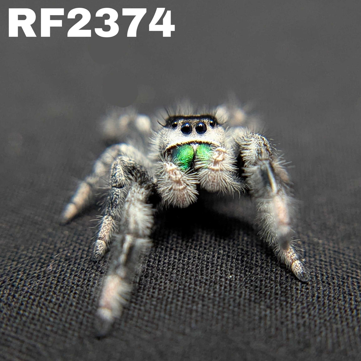 Regal Jumping Spider "Forest"